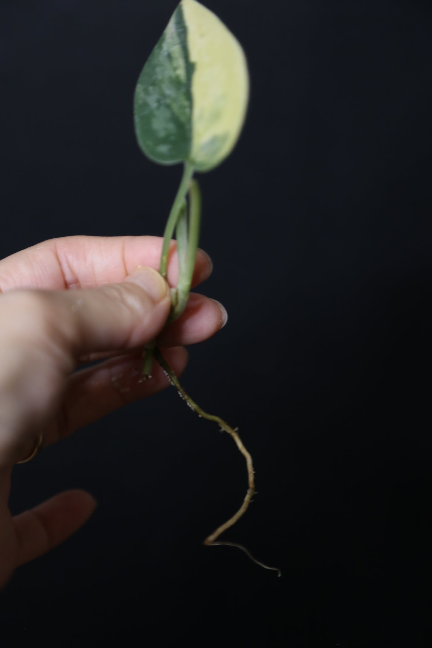 Very Rare! Scindapsus Green Diamond –  Leaf Cutting 002