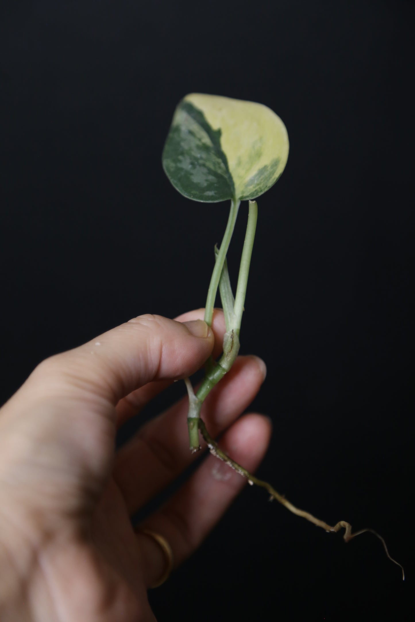 Very Rare! Scindapsus Green Diamond –  Leaf Cutting 002