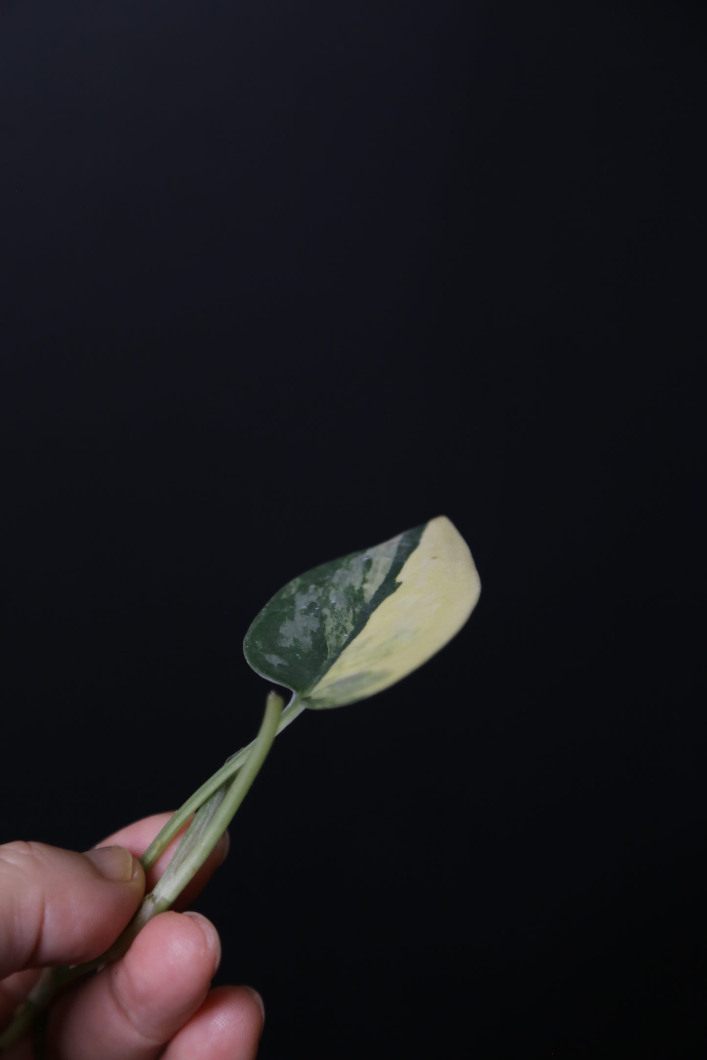 Very Rare! Scindapsus Green Diamond –  Leaf Cutting 002