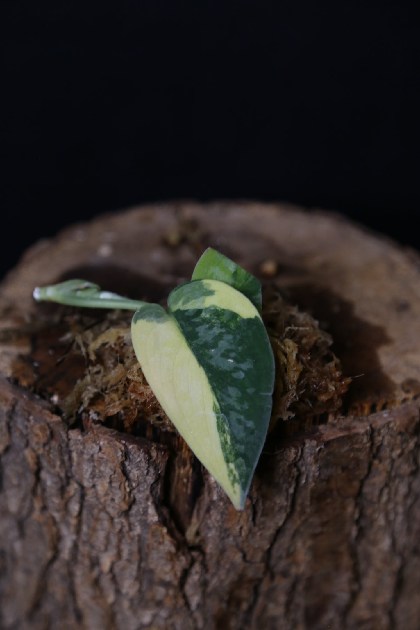 Very Rare! Scindapsus Green Diamond –  Top Cutting 003