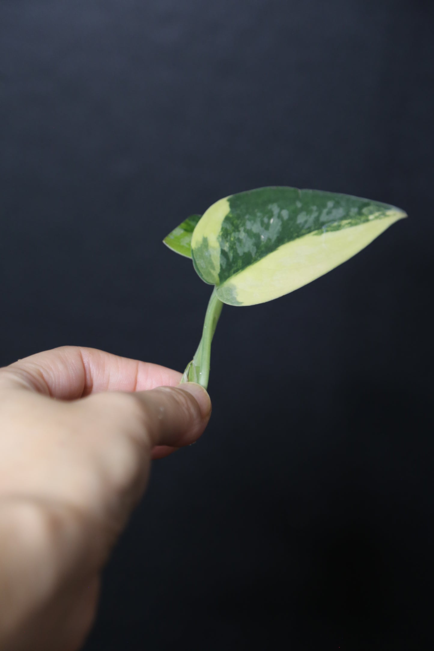 Very Rare! Scindapsus Green Diamond –  Top Cutting 003