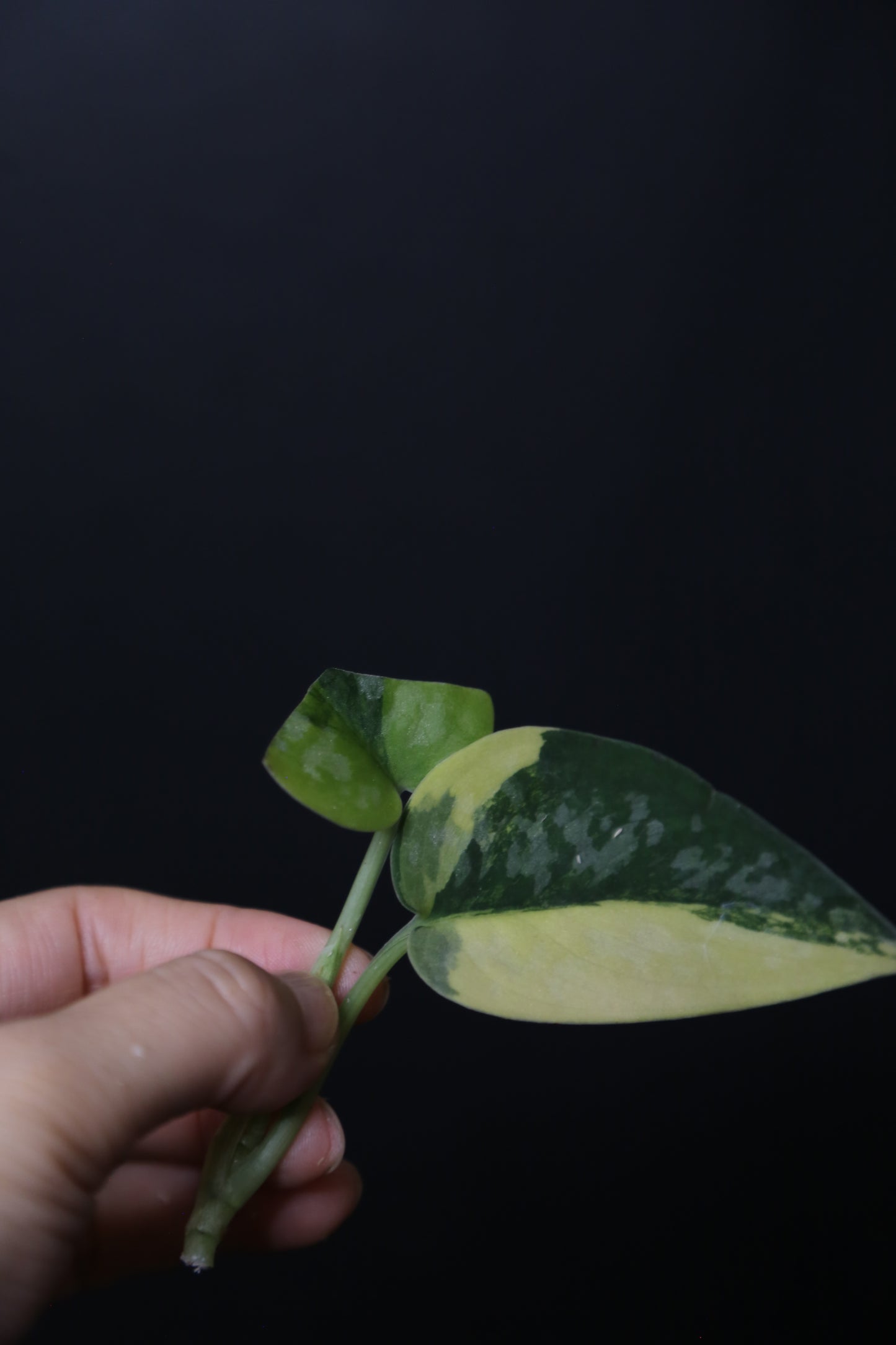 Very Rare! Scindapsus Green Diamond –  Top Cutting 003