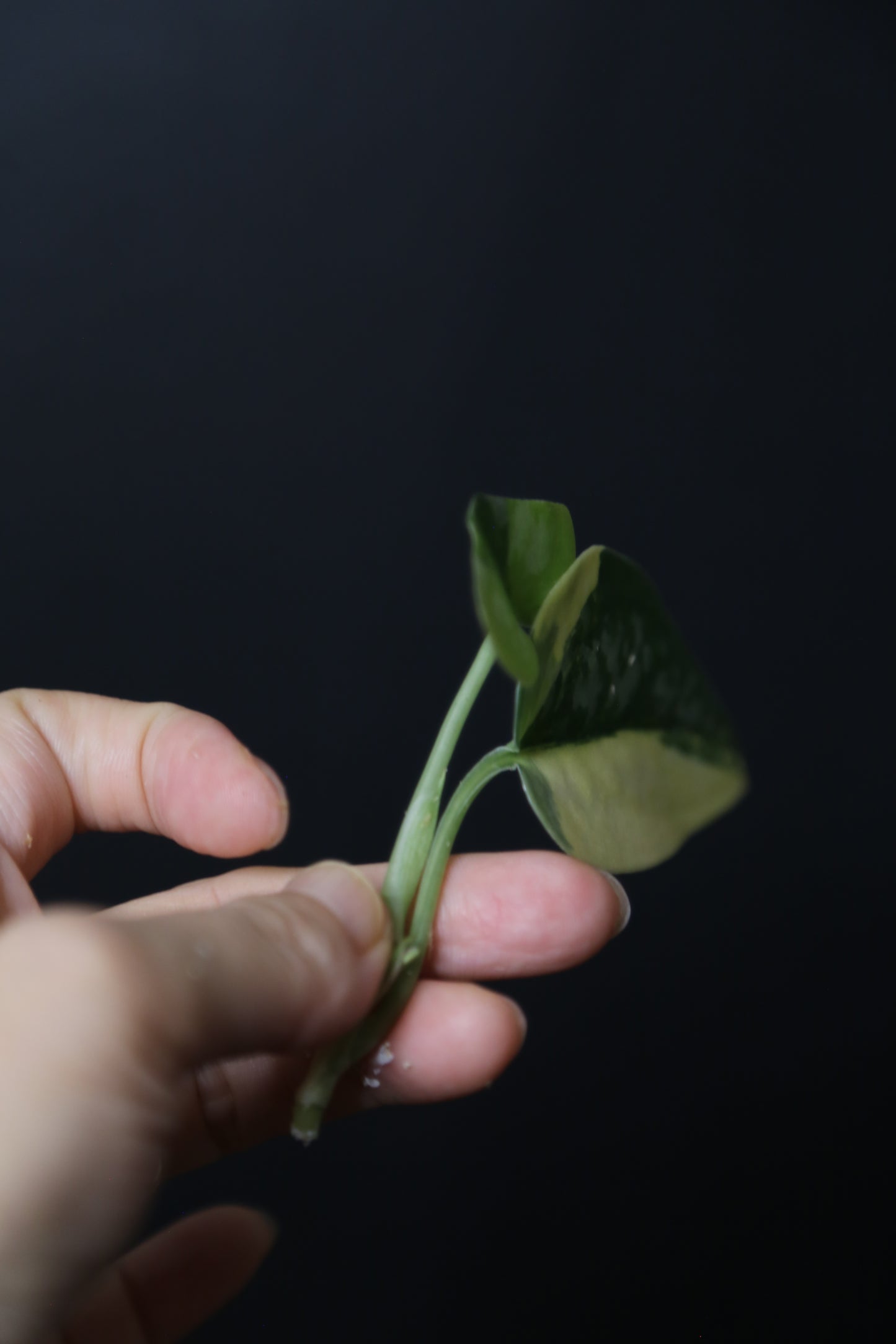 Very Rare! Scindapsus Green Diamond –  Top Cutting 003