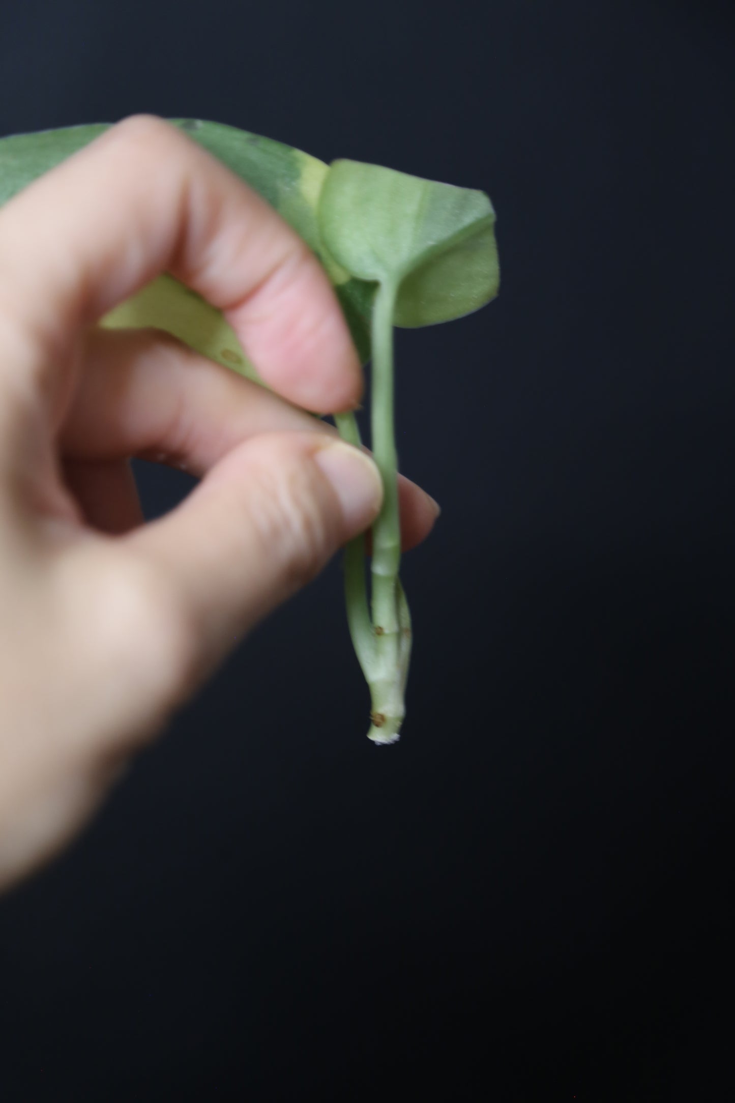 Very Rare! Scindapsus Green Diamond –  Top Cutting 003