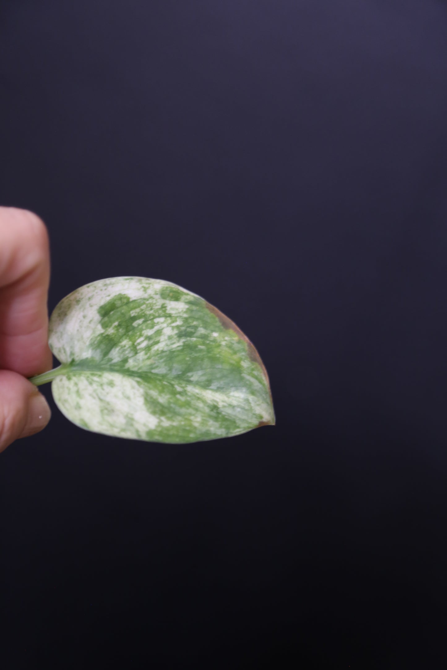 Scindapsus Halimoon– Cutting 001