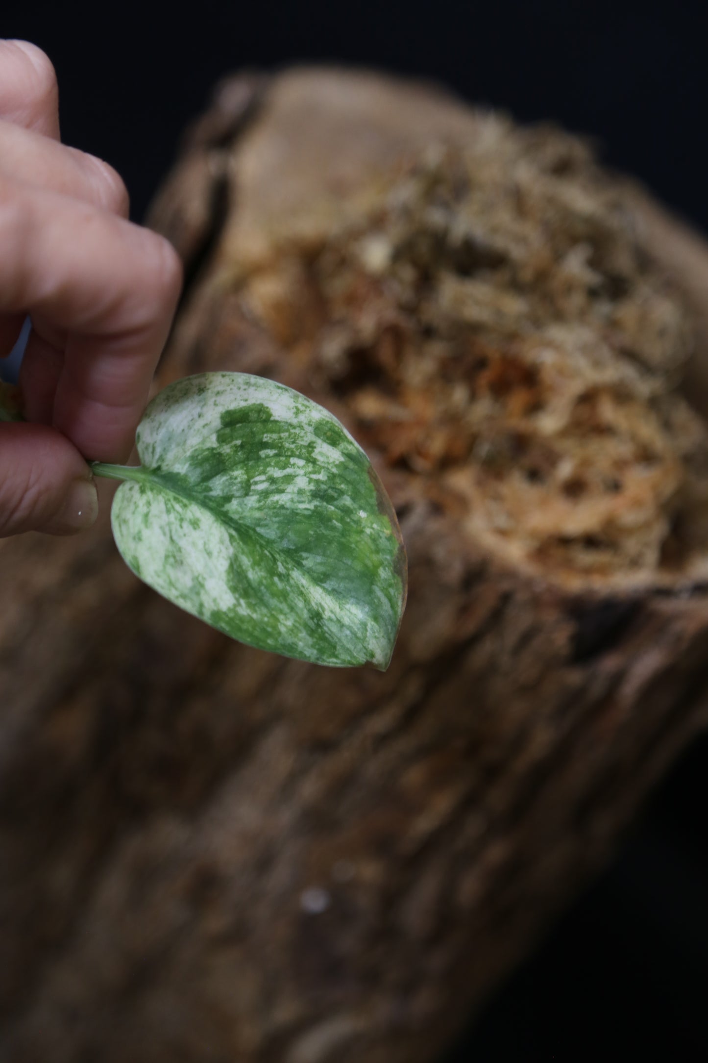 Scindapsus Halimoon– Cutting 001