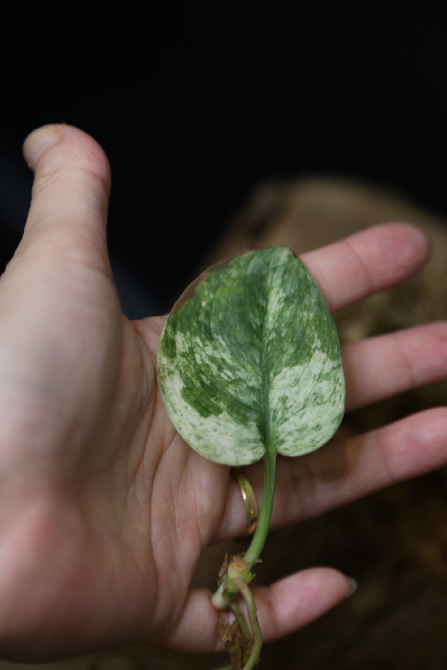 Scindapsus Halimoon– Cutting 001