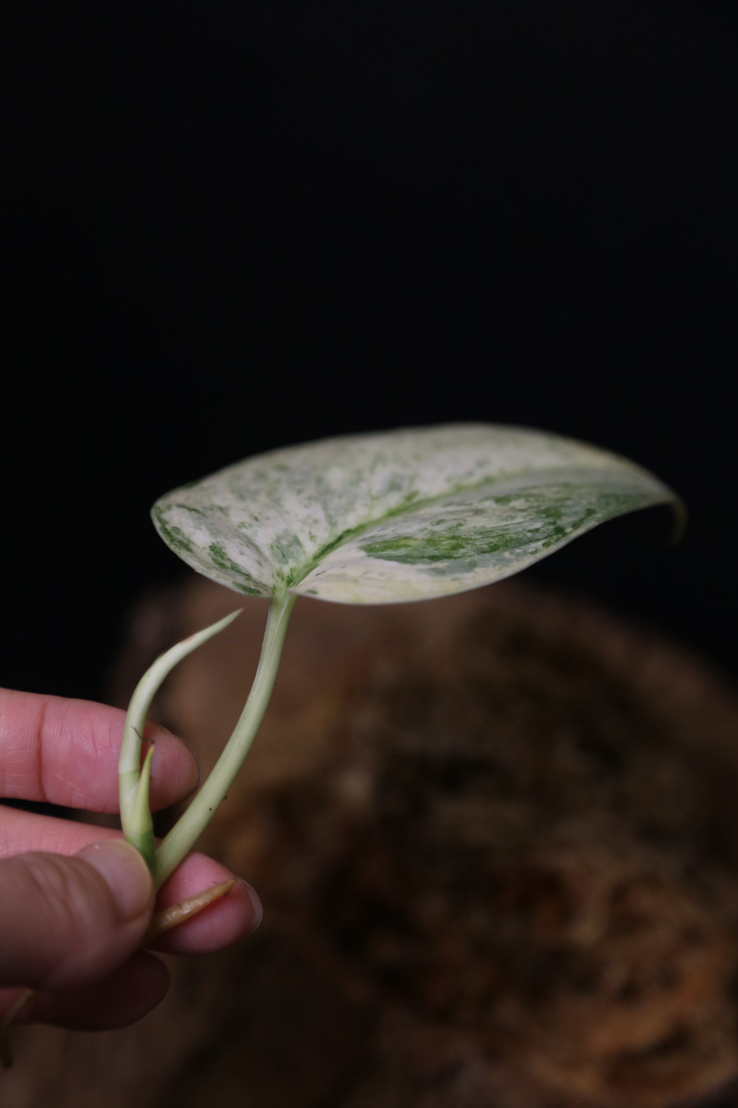 Scindapsus Halimoon– Cutting 002