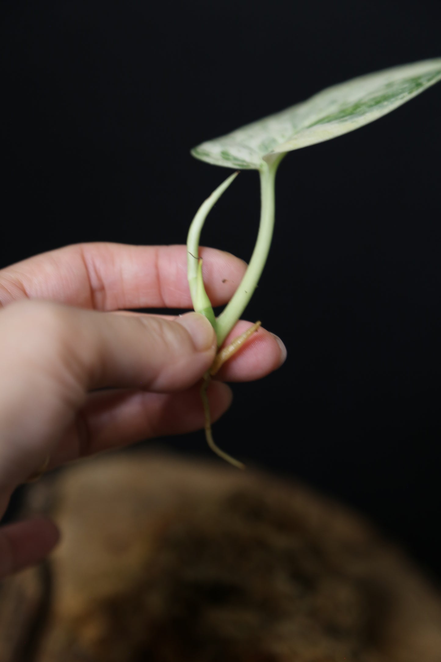 Scindapsus Halimoon– Cutting 002