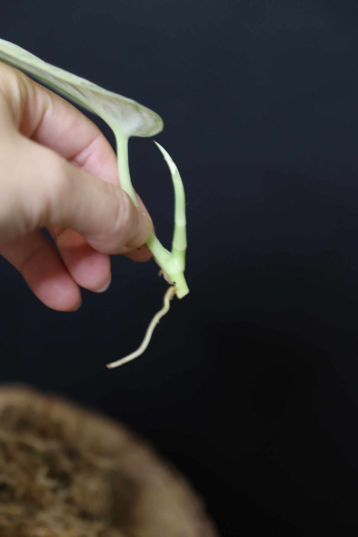 Scindapsus Halimoon– Cutting 002