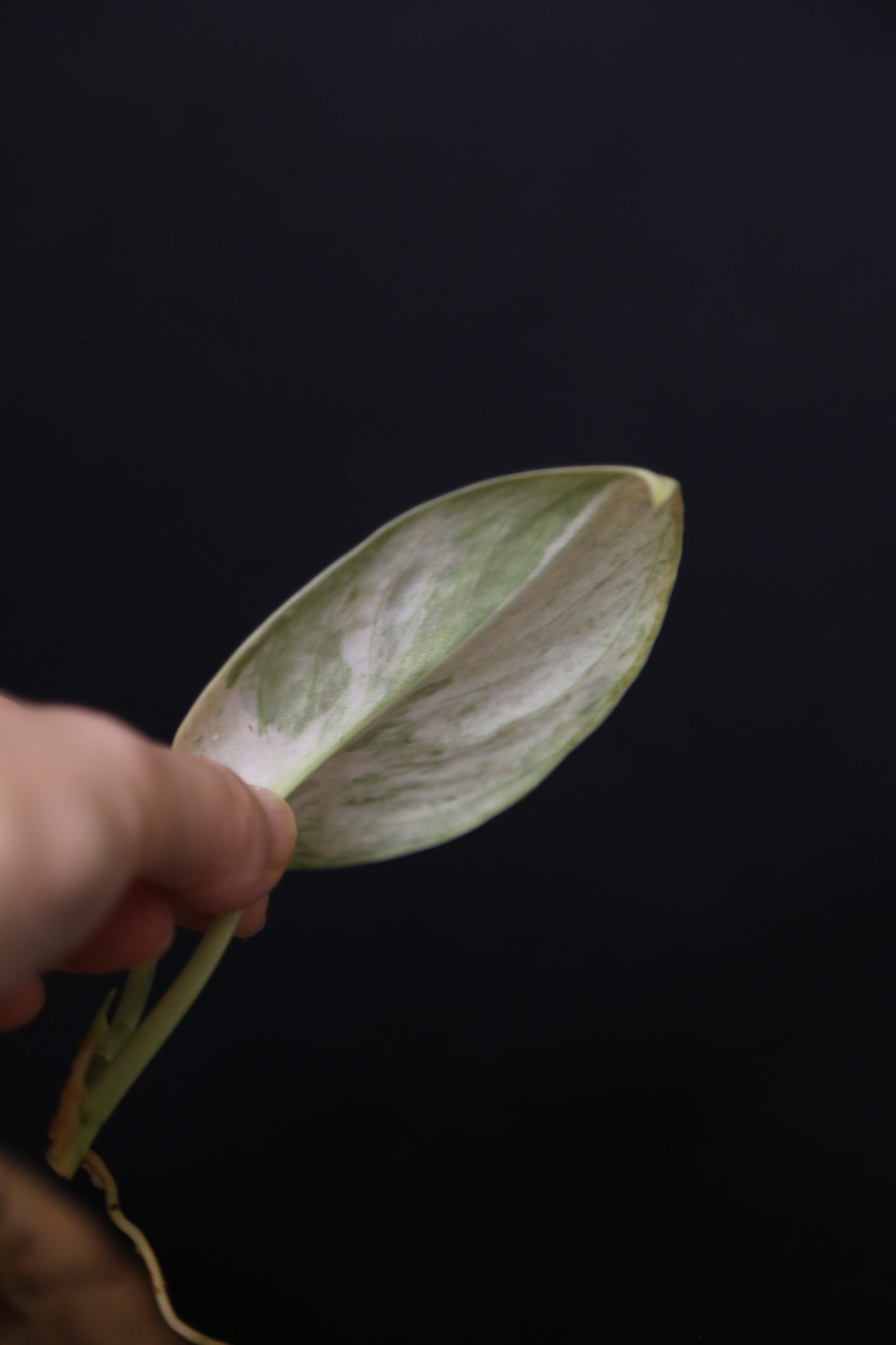 Scindapsus Halimoon– Cutting 002