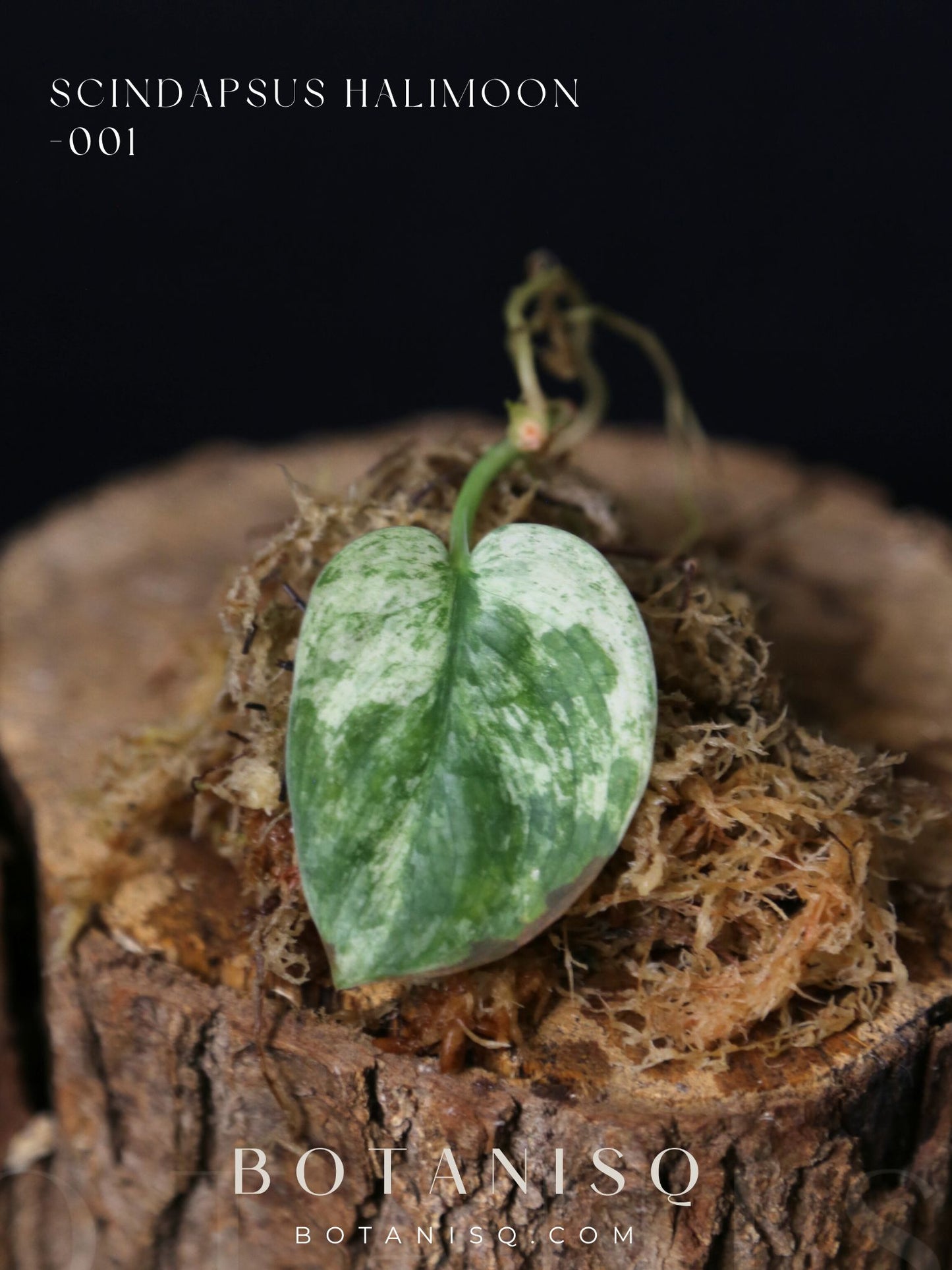 Scindapsus Halimoon– Cutting 001