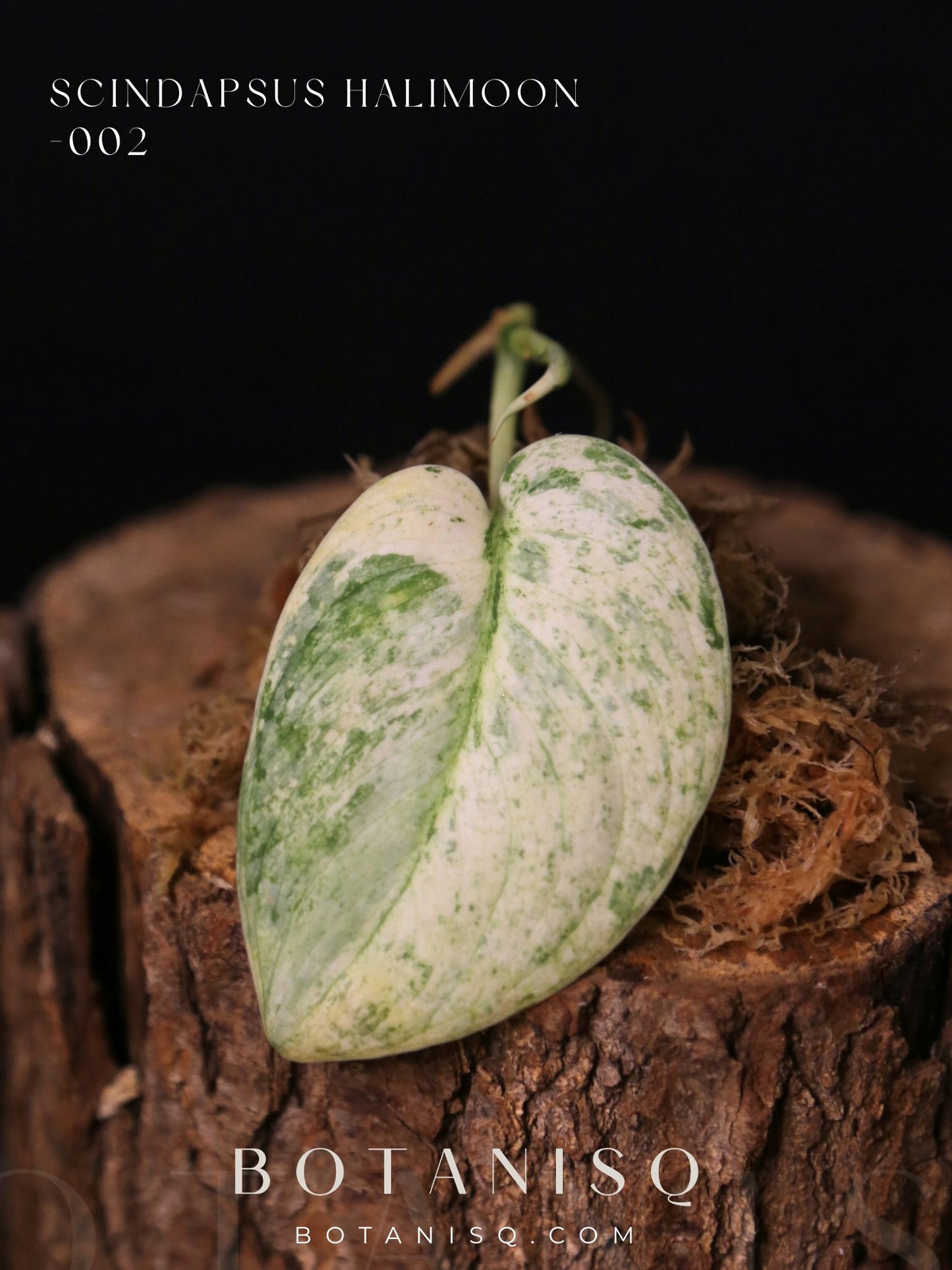 Scindapsus Halimoon– Cutting 002