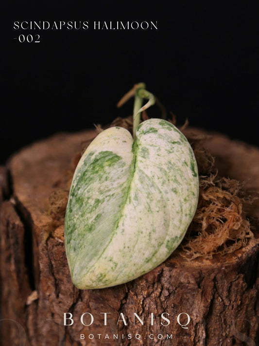 Scindapsus Halimoon– Cutting 002