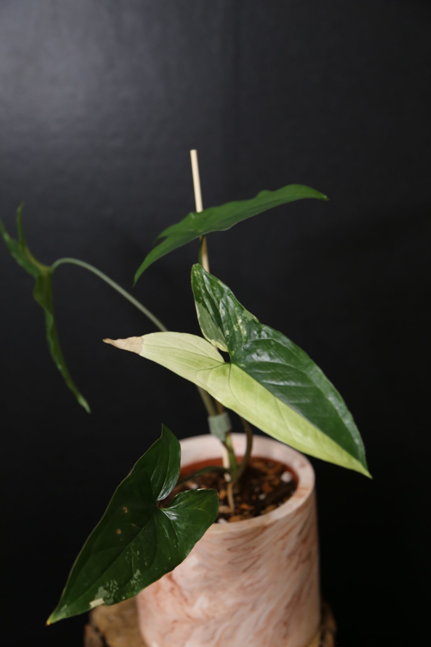 Syngonium Albo Variegated PSV-024