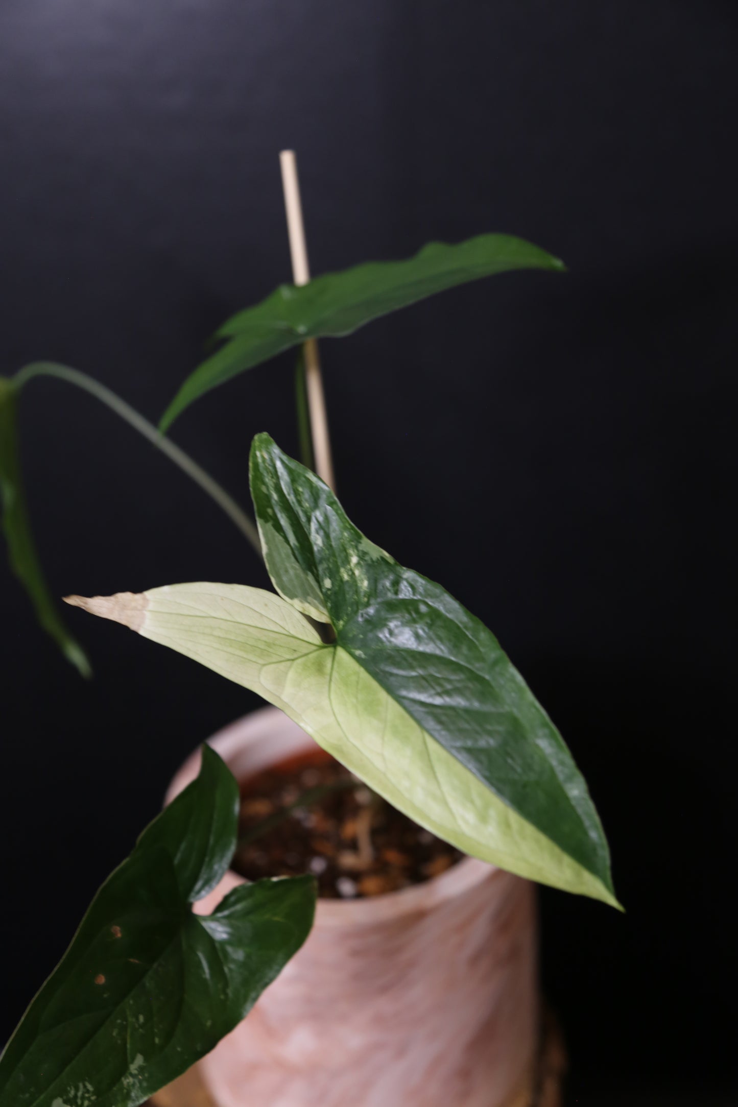 Syngonium Albo Variegated PSV-024