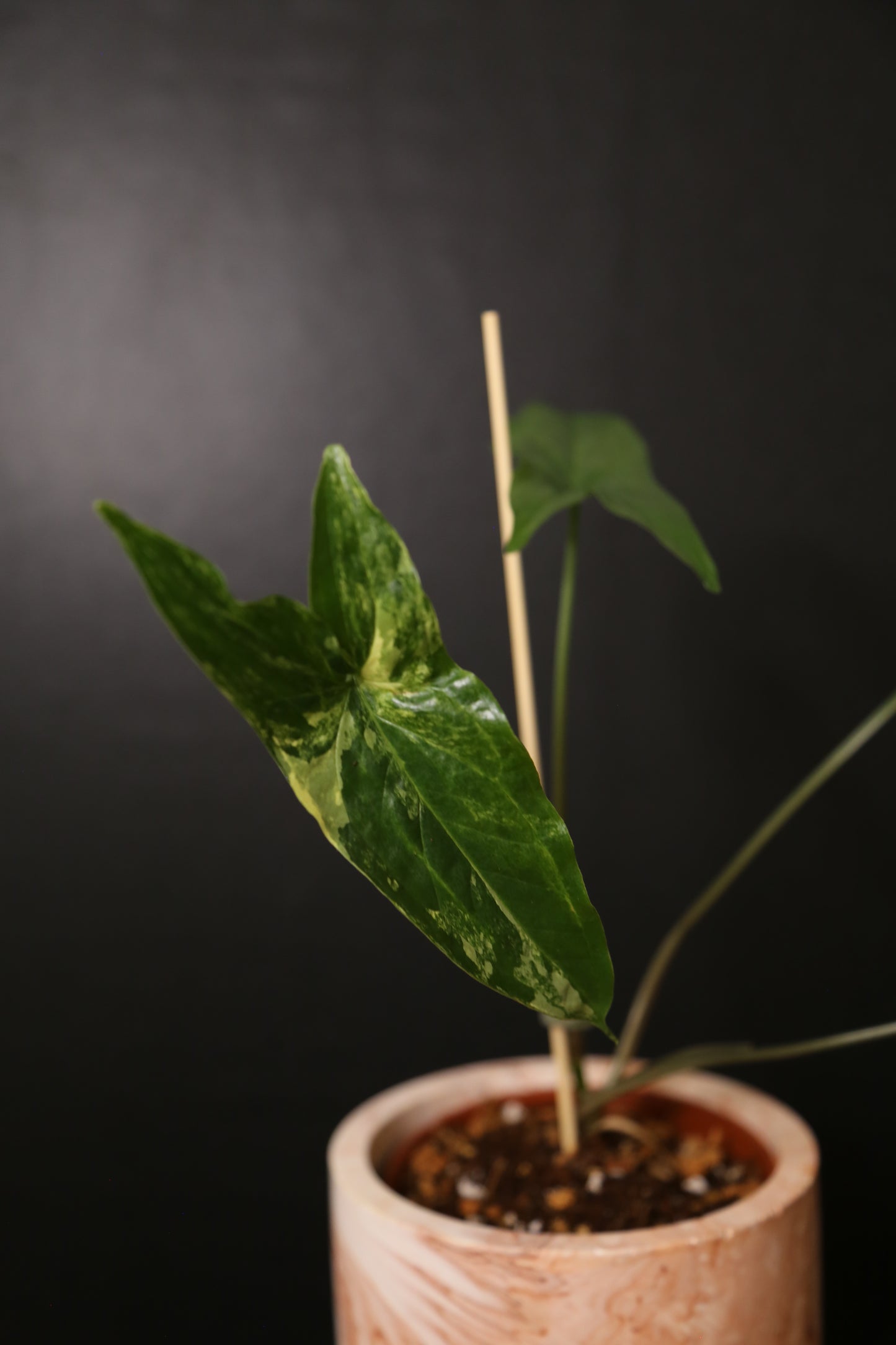 Syngonium Albo Variegated PSV-024