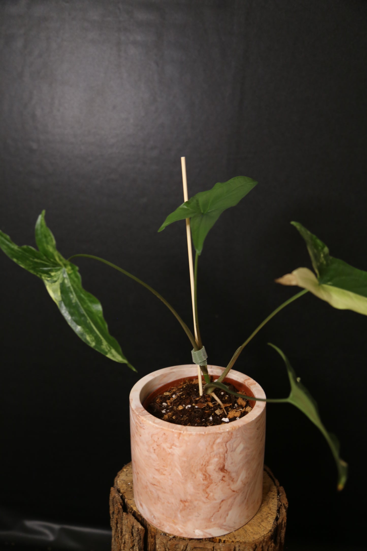 Syngonium Albo Variegated PSV-024