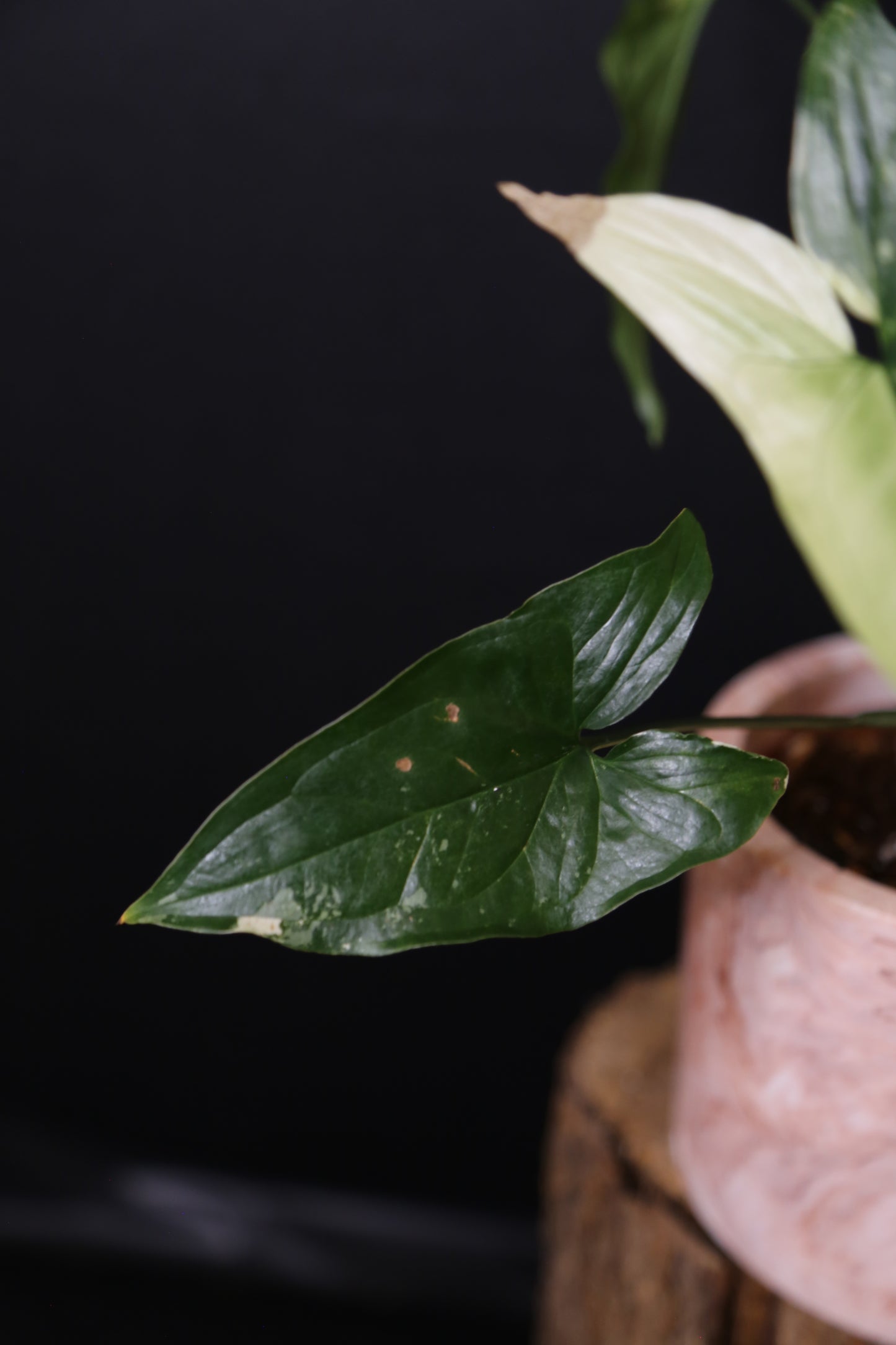 Syngonium Albo Variegated PSV-024