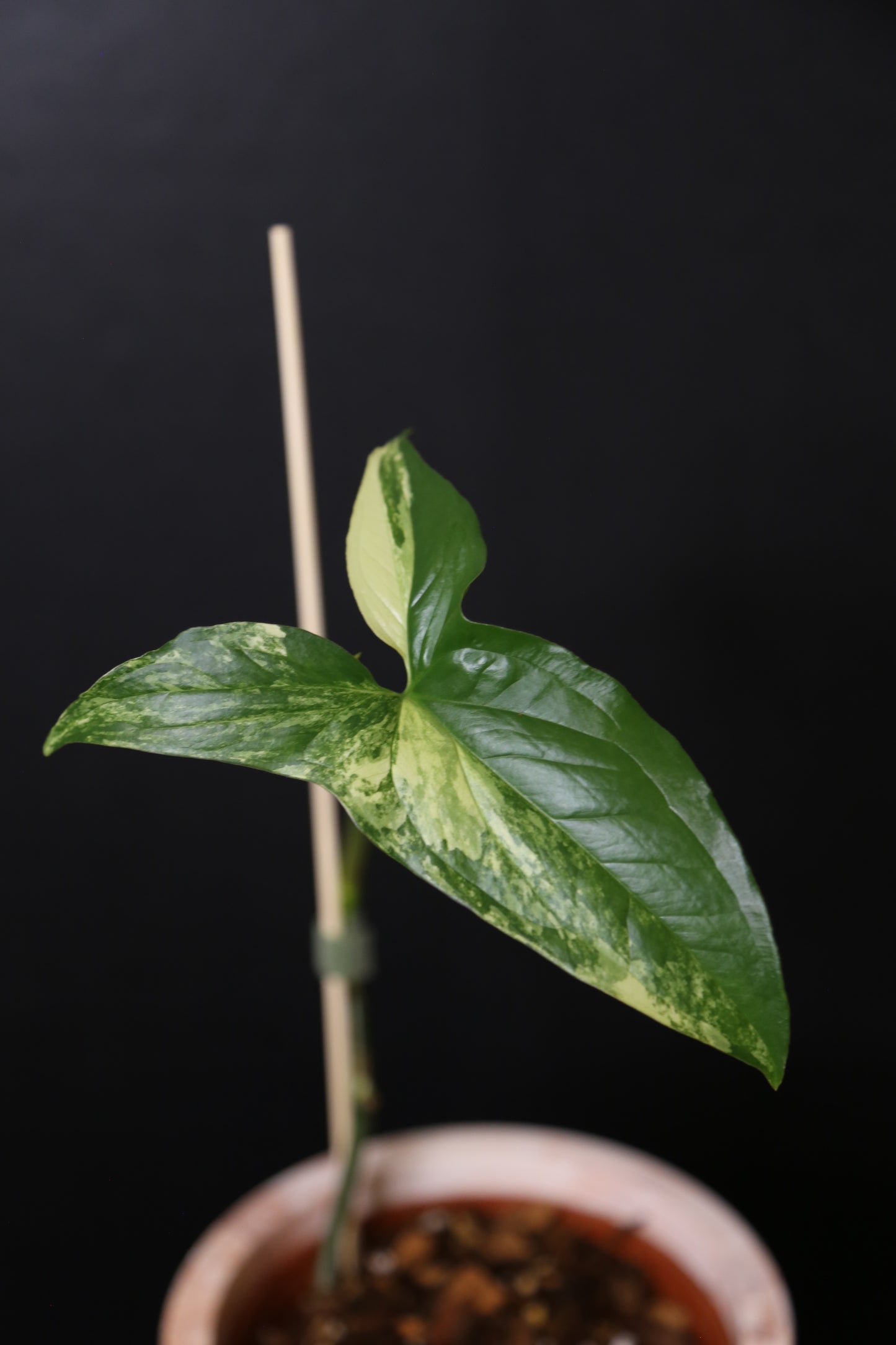 Syngonium Albo Variegated PSV-016