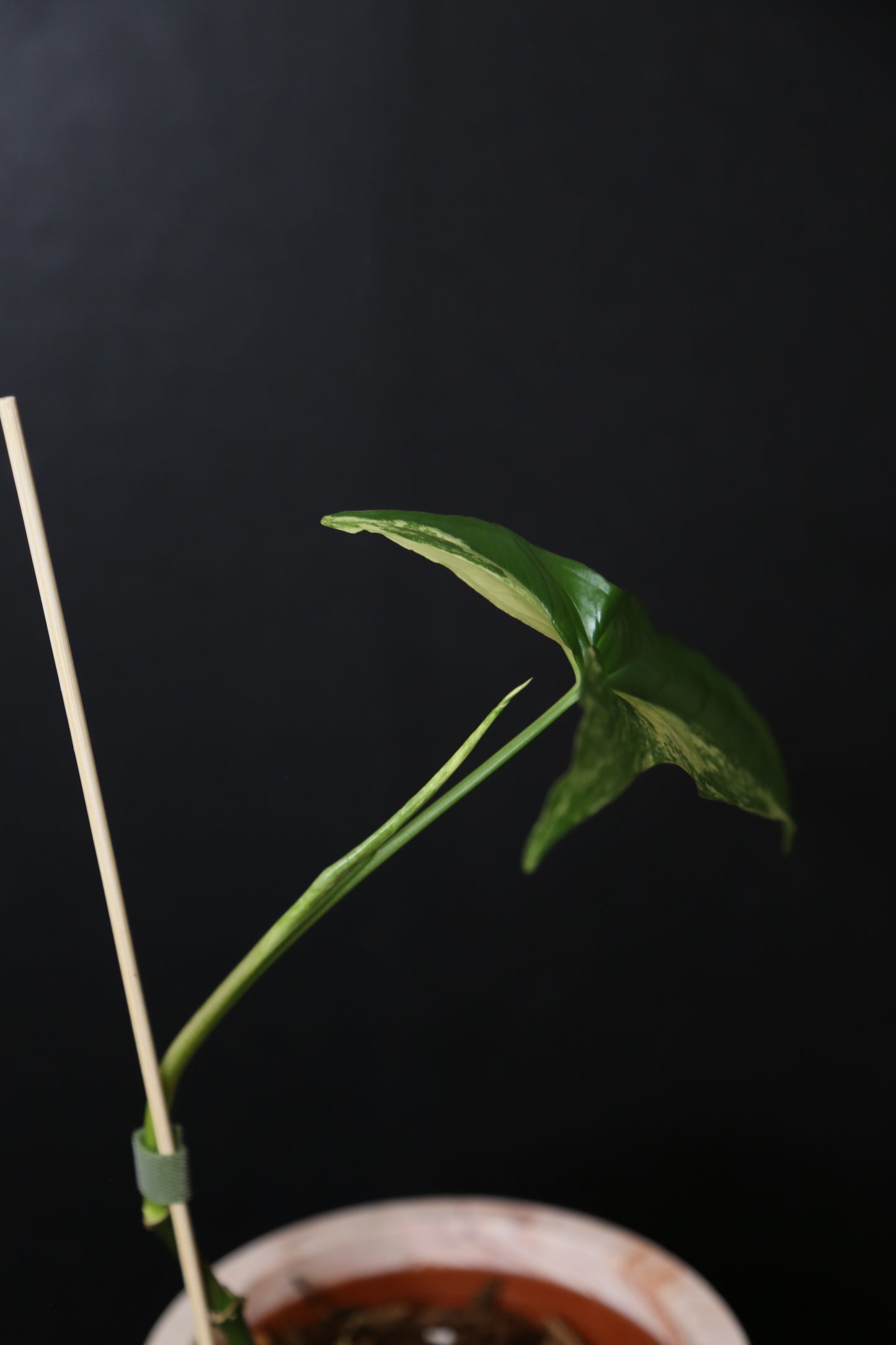 Syngonium Albo Variegated PSV-016