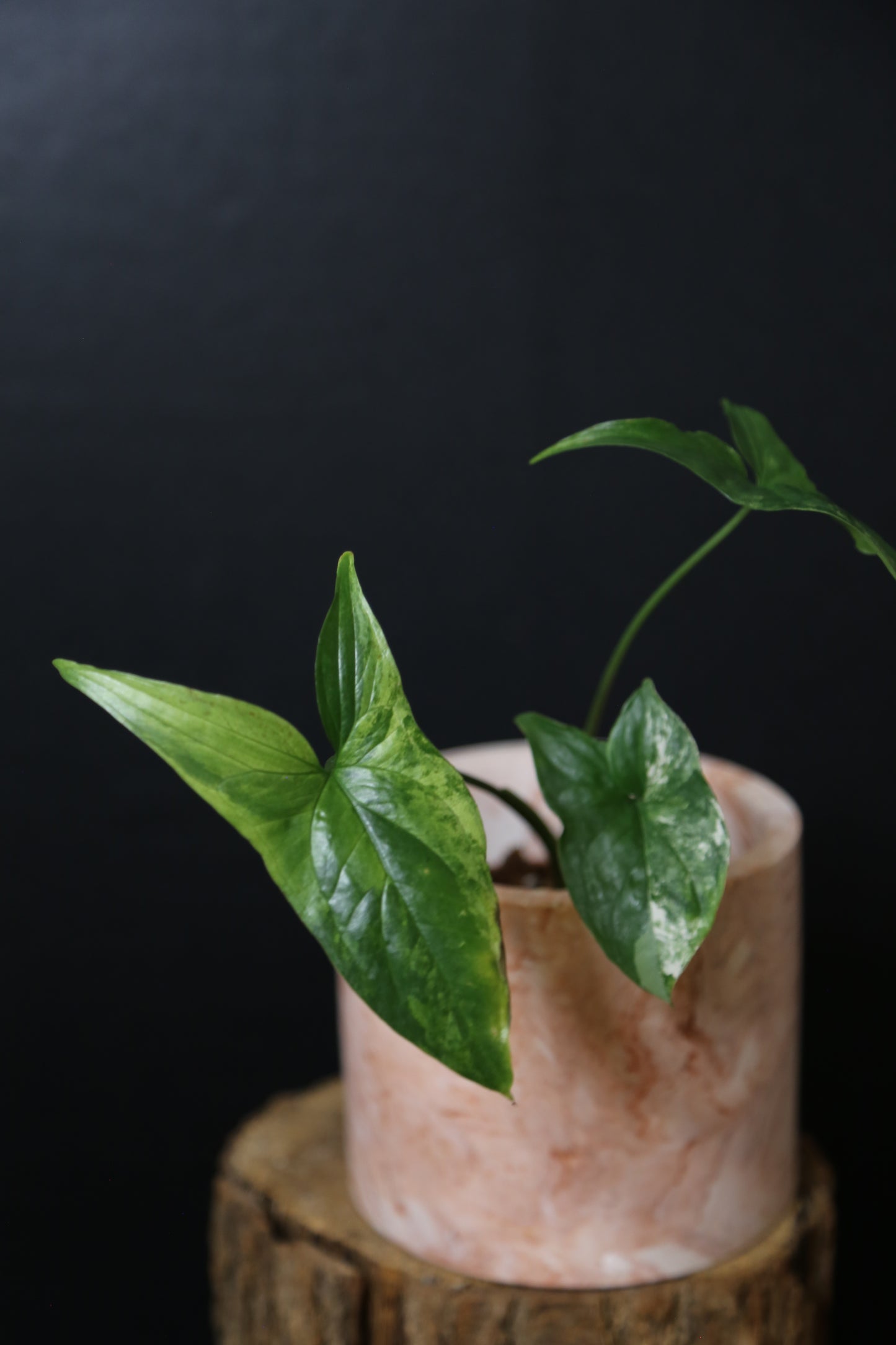 Syngonium Albo Variegated PSV-017