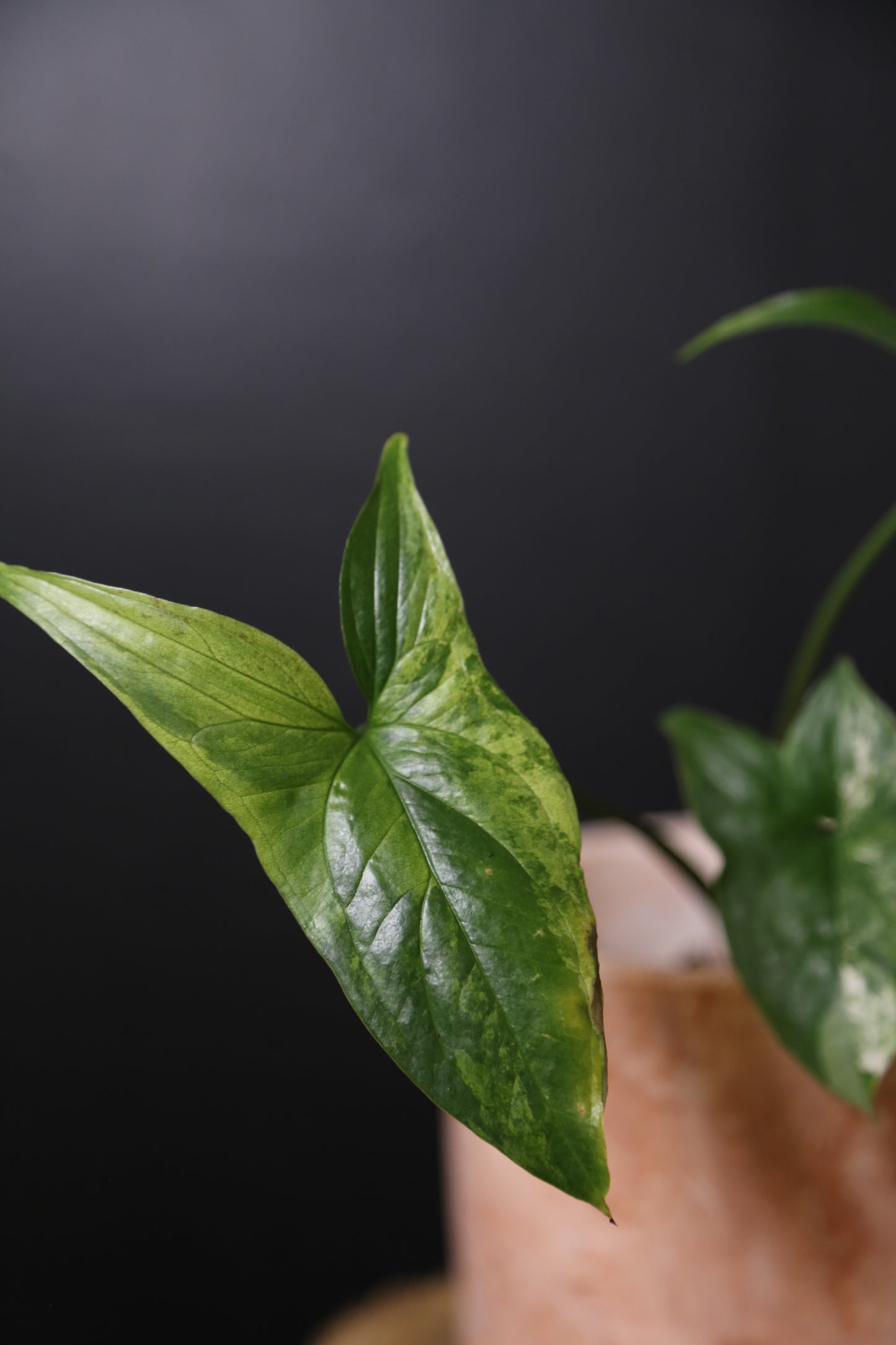 Syngonium Albo Variegated PSV-017