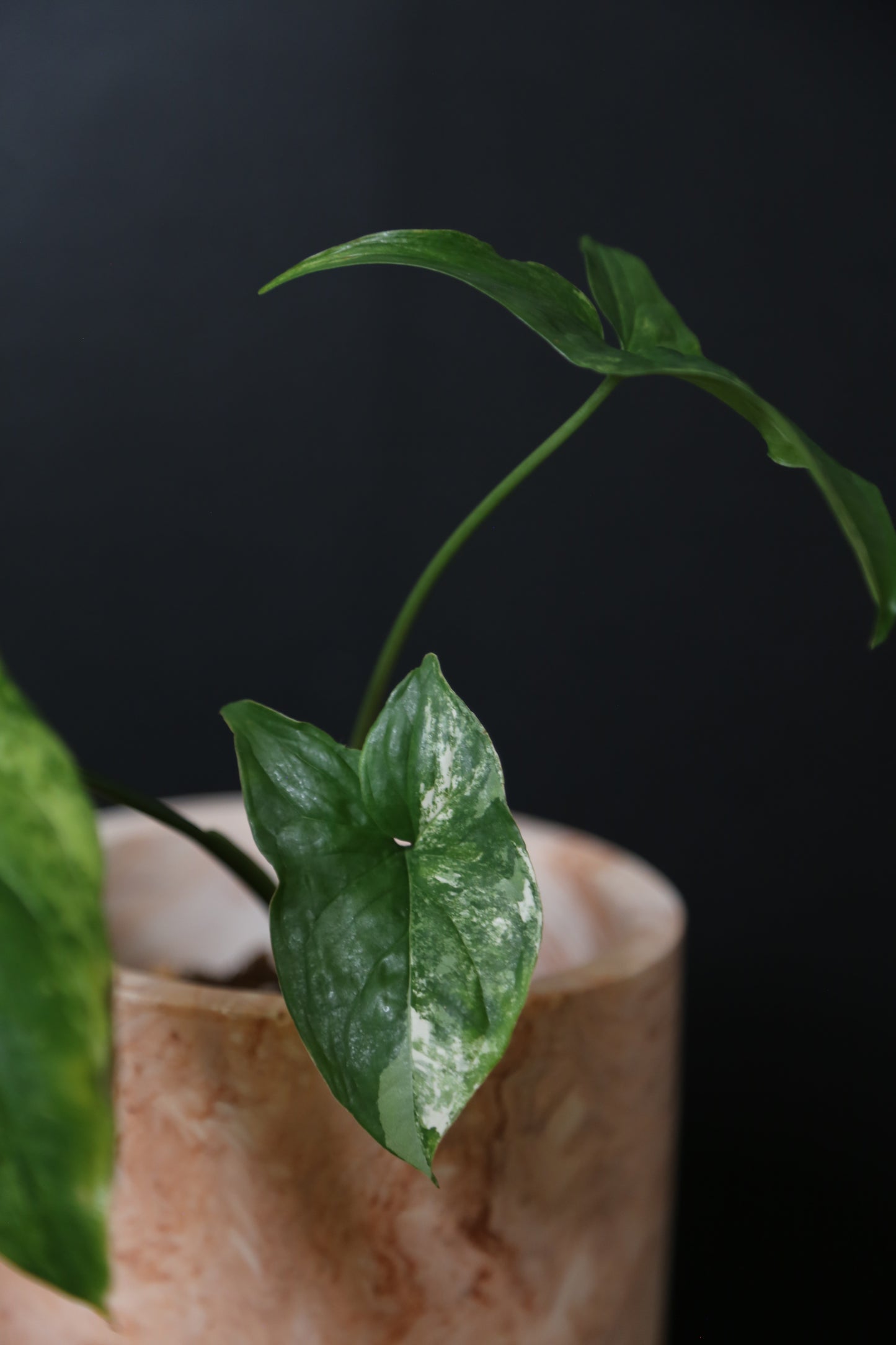 Syngonium Albo Variegated PSV-017