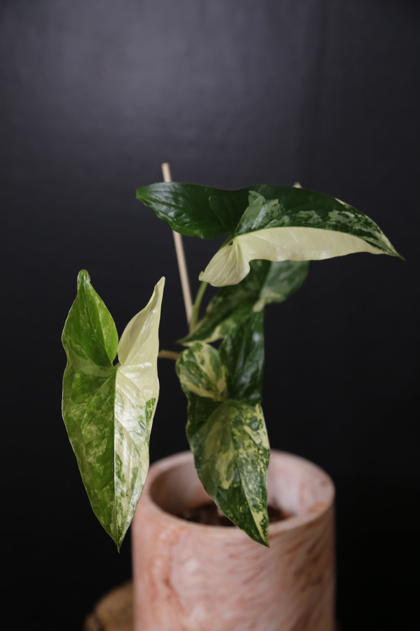 Syngonium Albo Variegated PSV-018