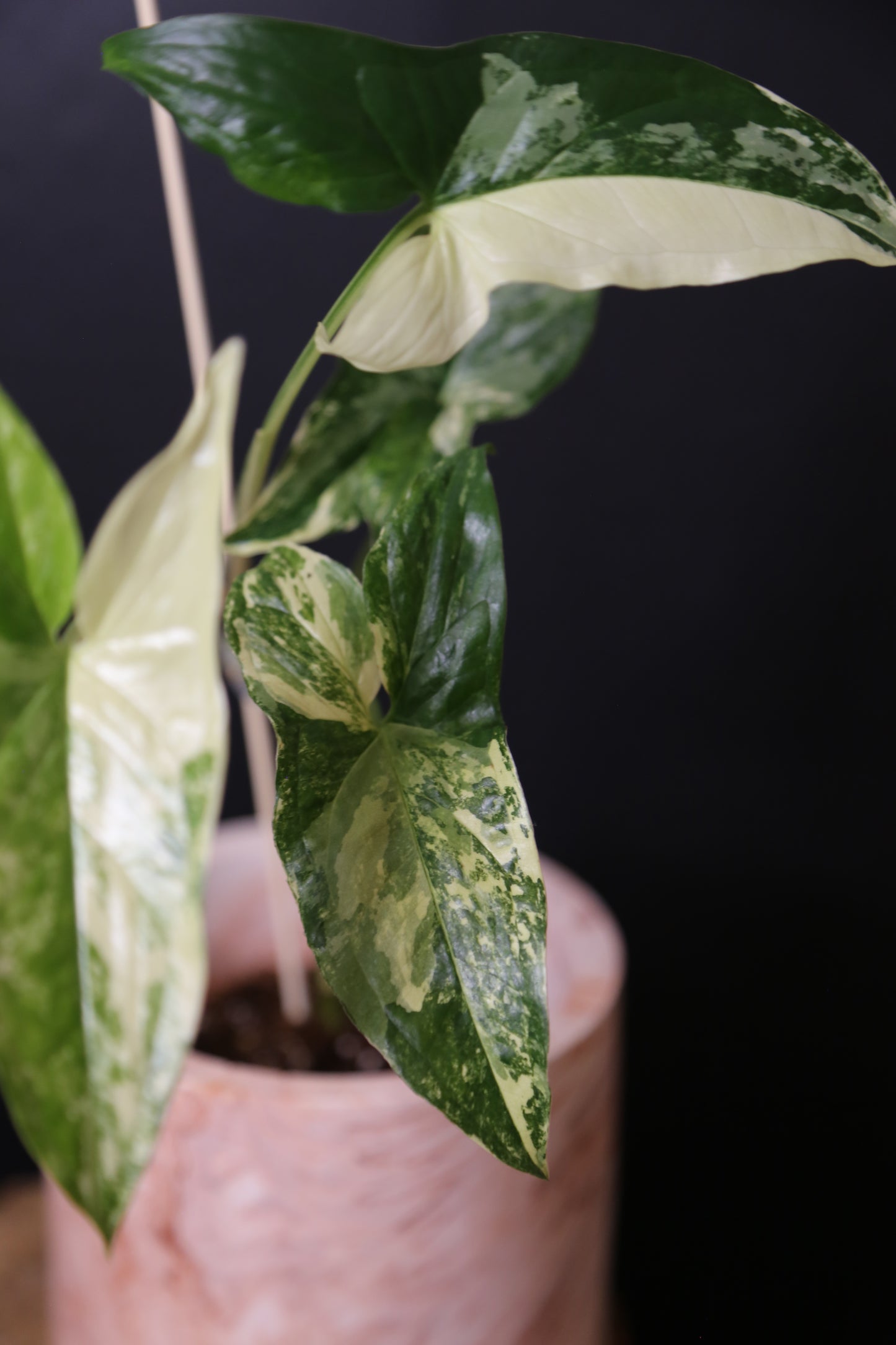 Syngonium Albo Variegated PSV-018