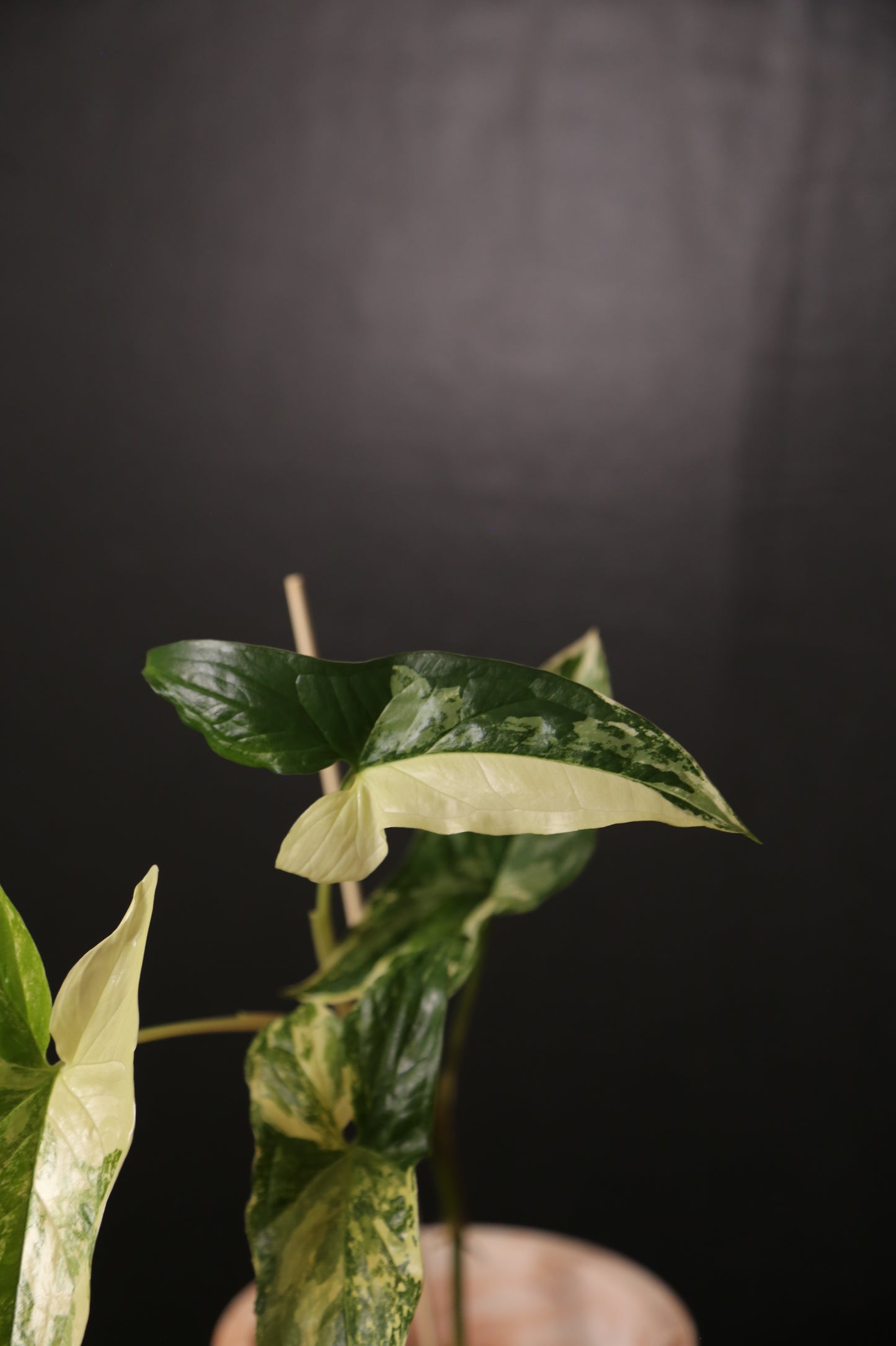 Syngonium Albo Variegated PSV-018