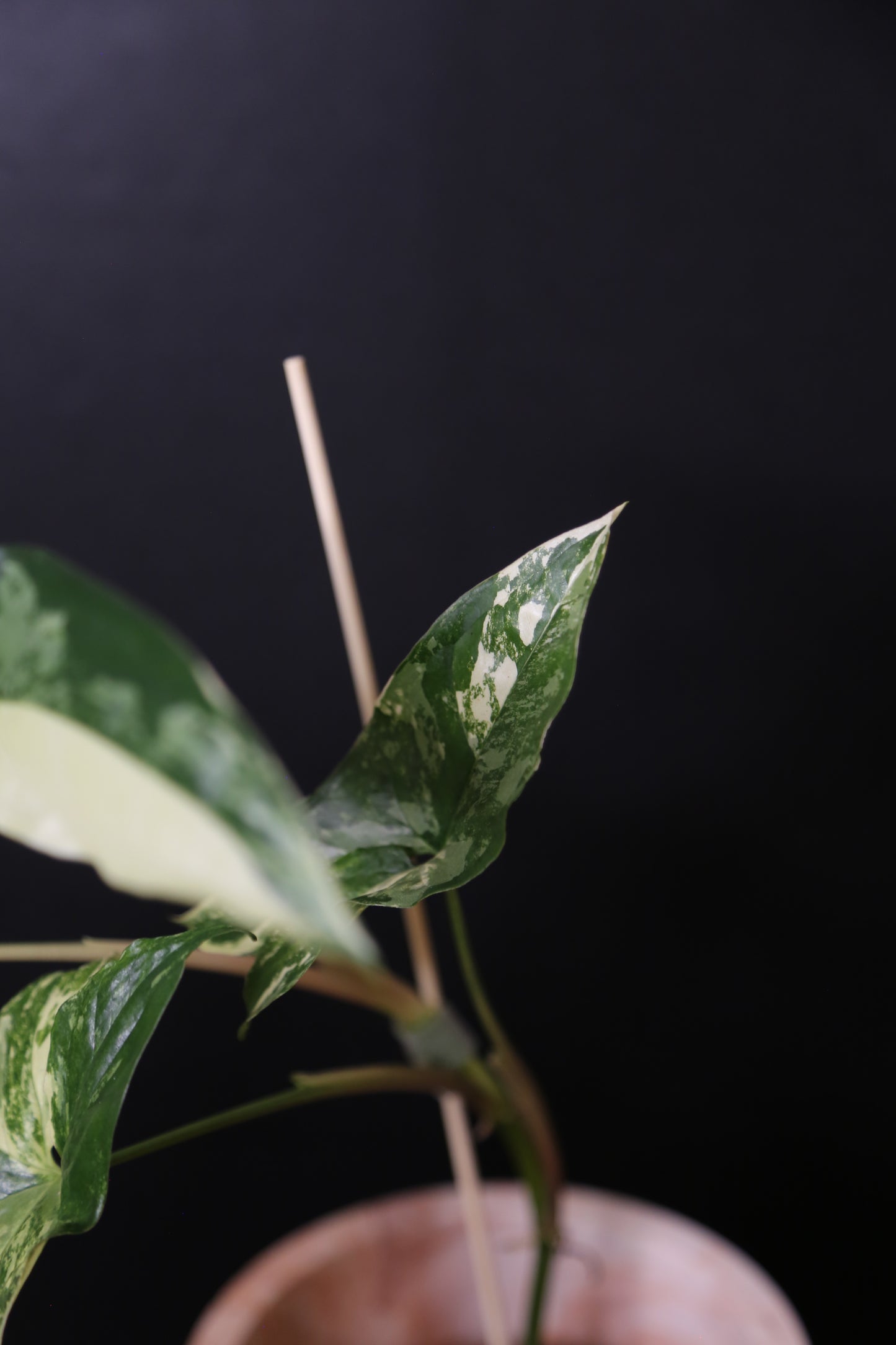 Syngonium Albo Variegated PSV-018