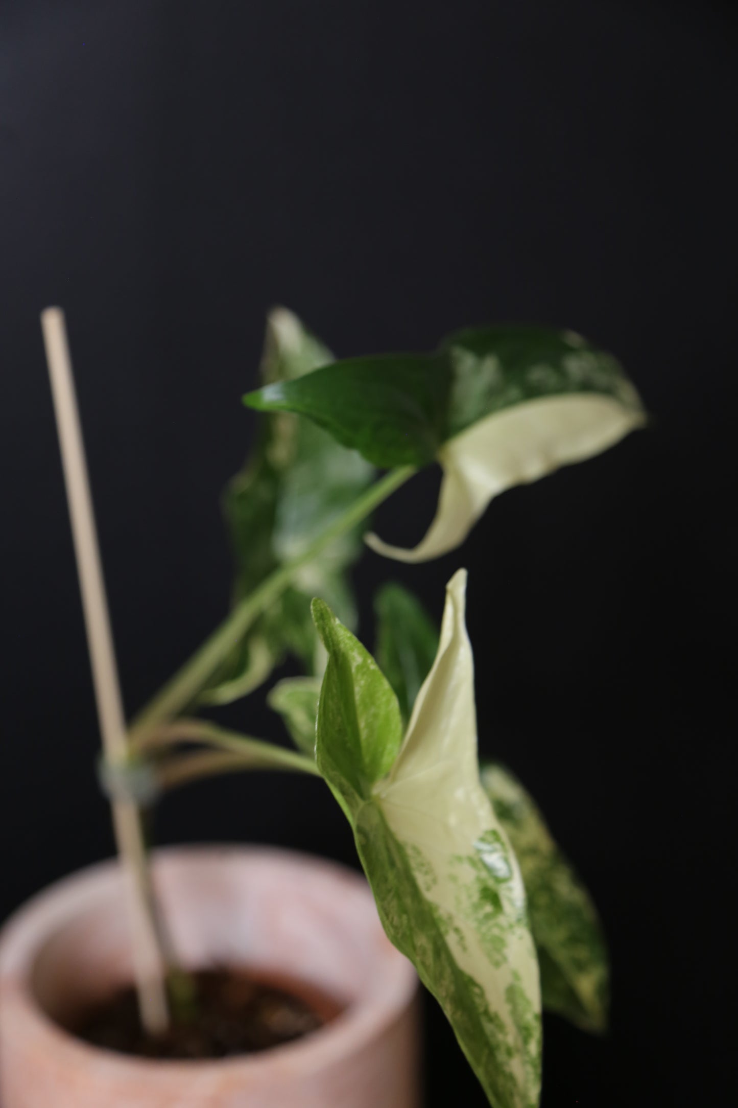 Syngonium Albo Variegated PSV-018