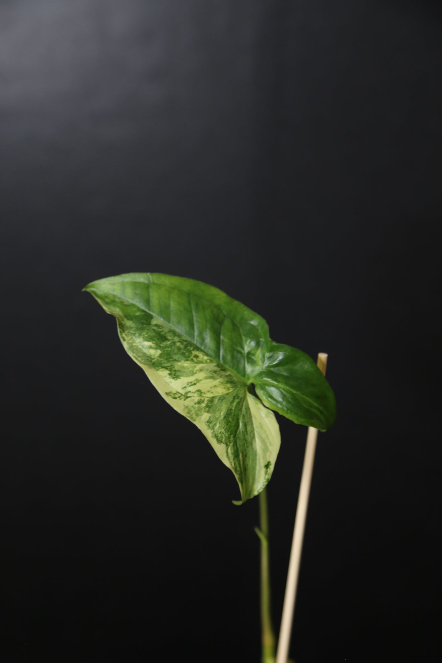 Syngonium Albo Variegated PSV-019