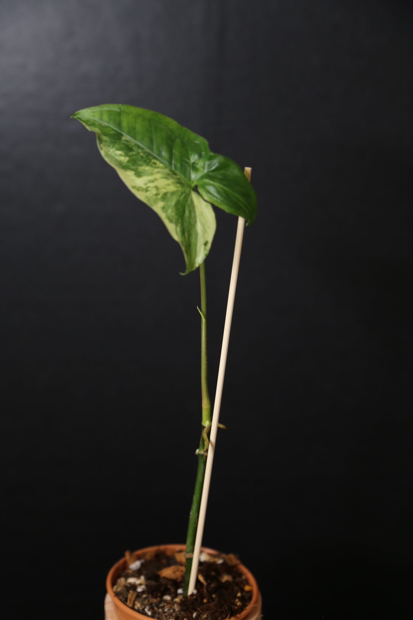 Syngonium Albo Variegated PSV-019