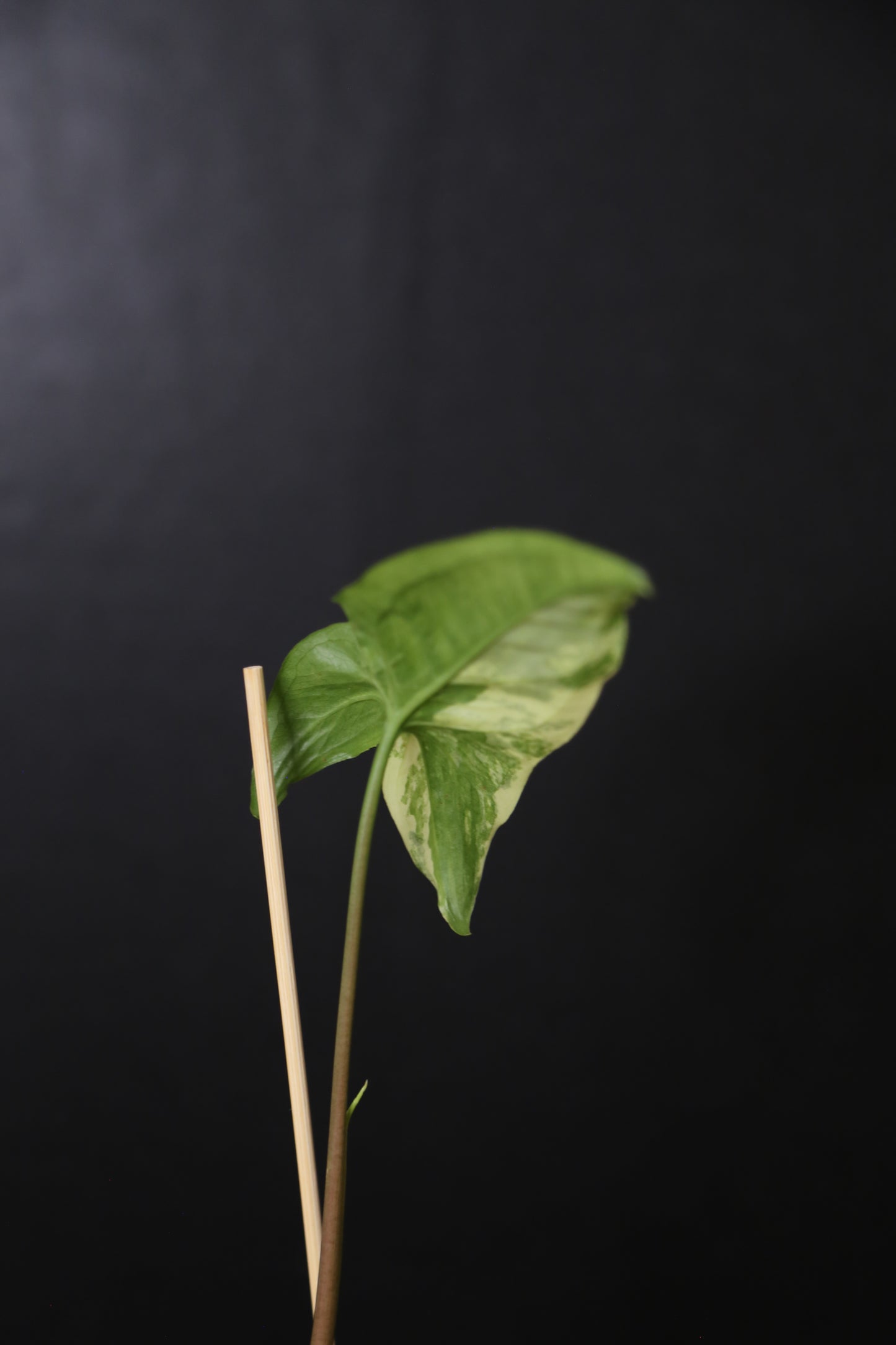 Syngonium Albo Variegated PSV-019