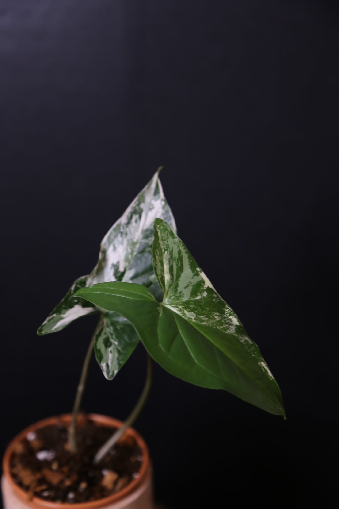 Syngonium Albo Variegated PSV-020