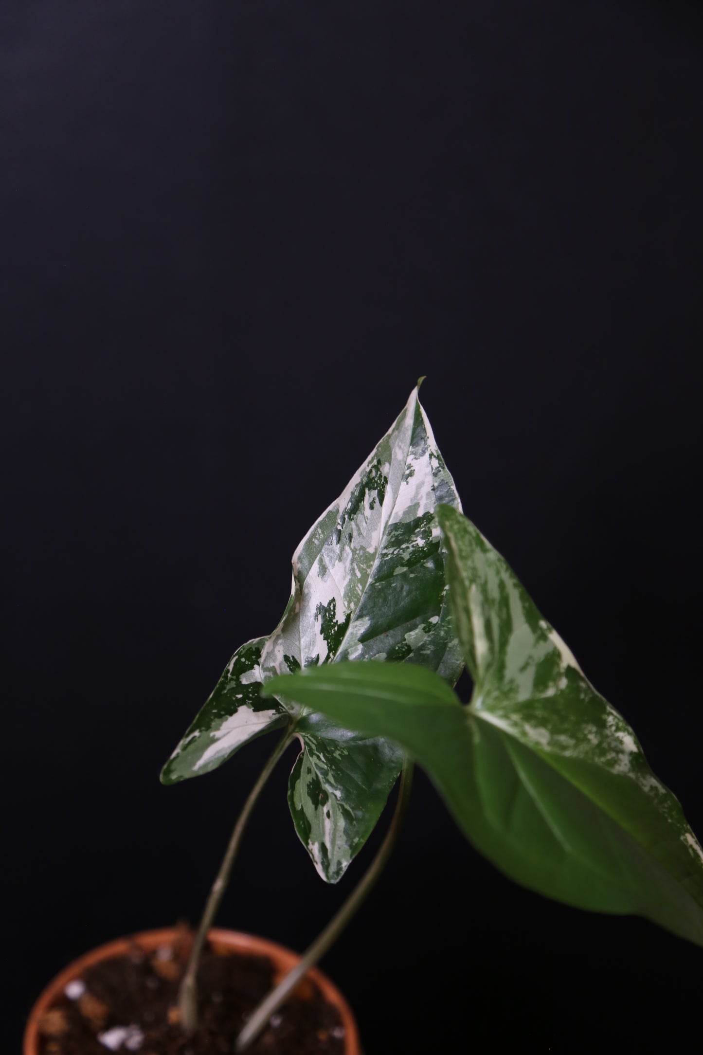 Syngonium Albo Variegated PSV-020