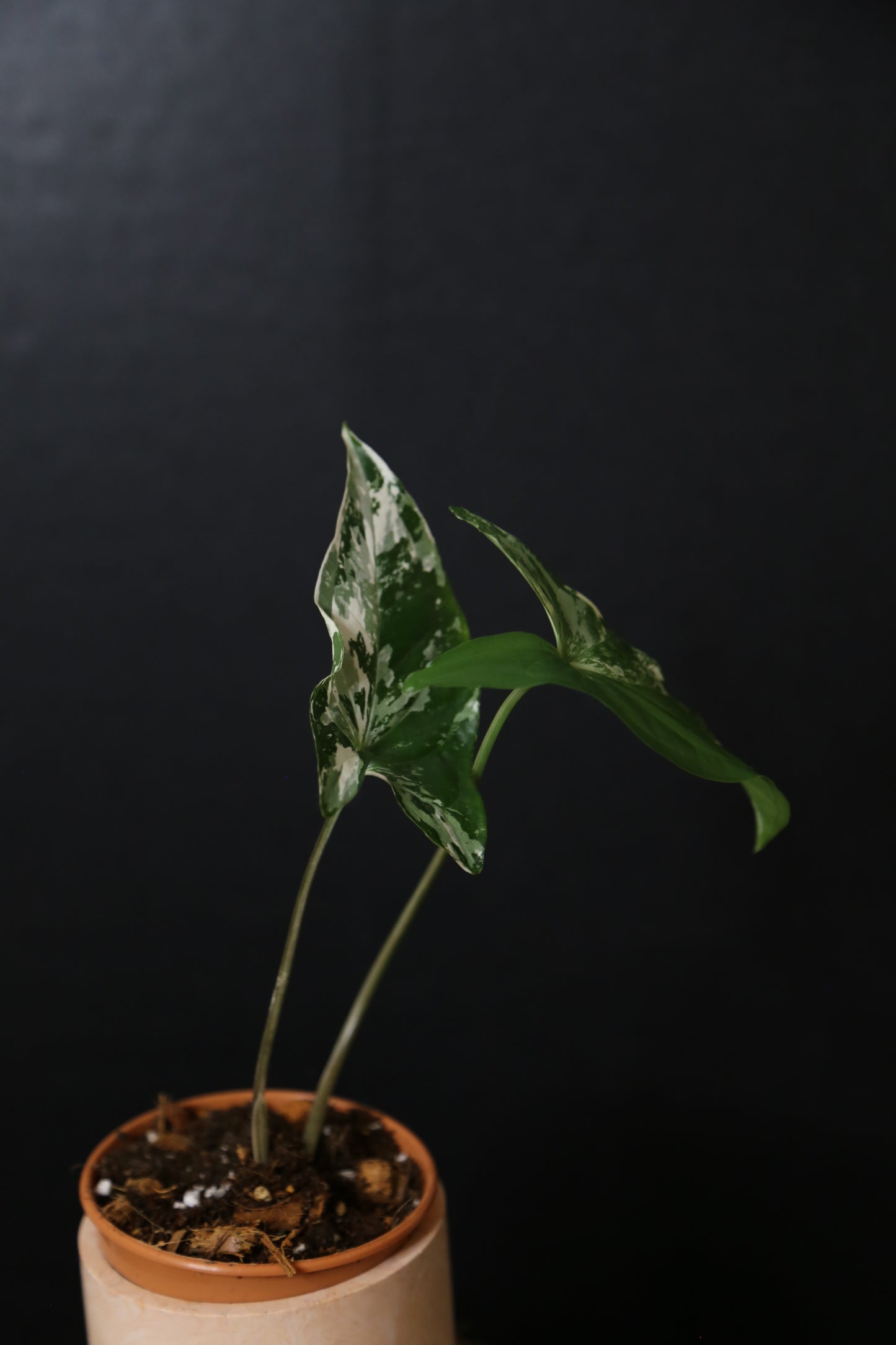 Syngonium Albo Variegated PSV-020
