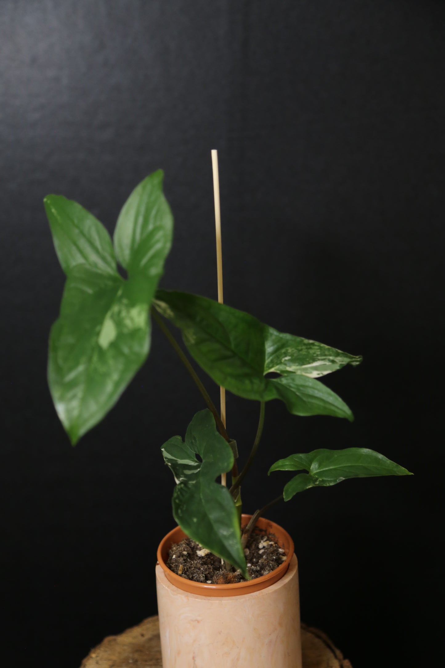 Syngonium Albo Variegated PSV-021