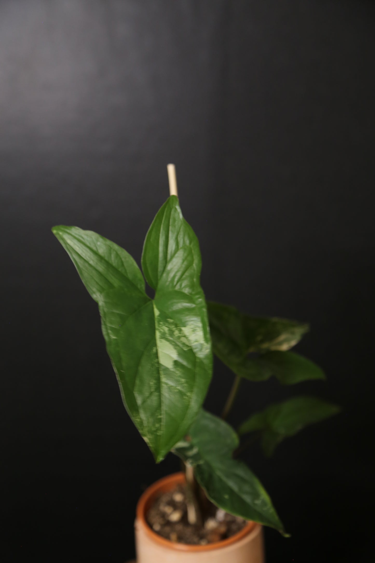 Syngonium Albo Variegated PSV-021