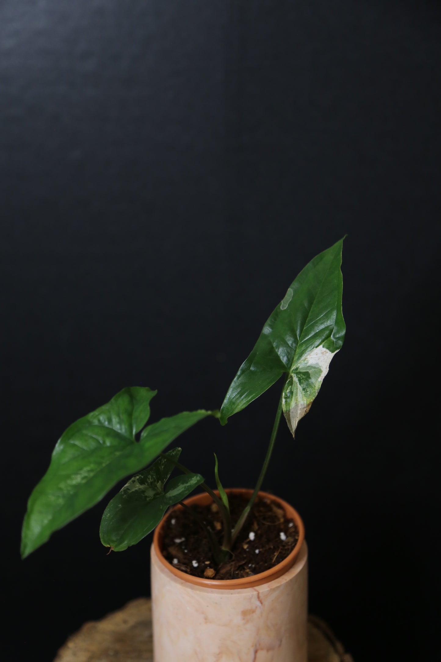 Syngonium Albo Variegated PSV-022