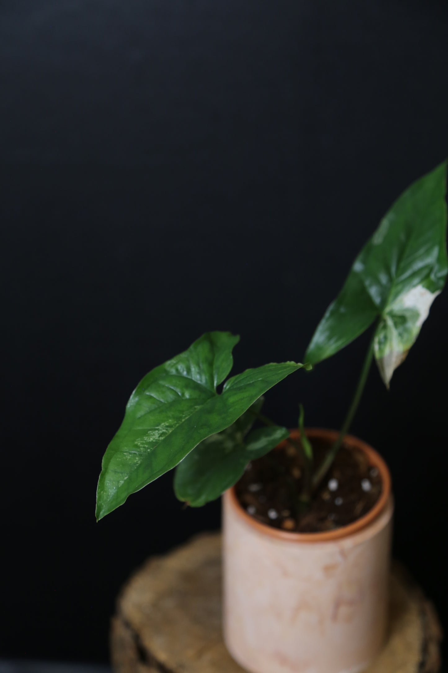 Syngonium Albo Variegated PSV-022