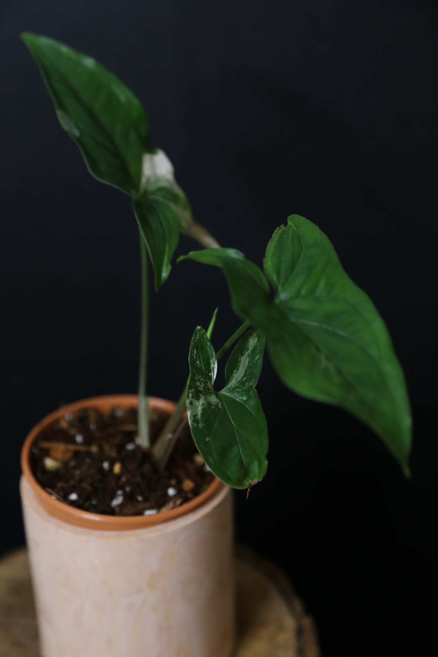 Syngonium Albo Variegated PSV-022