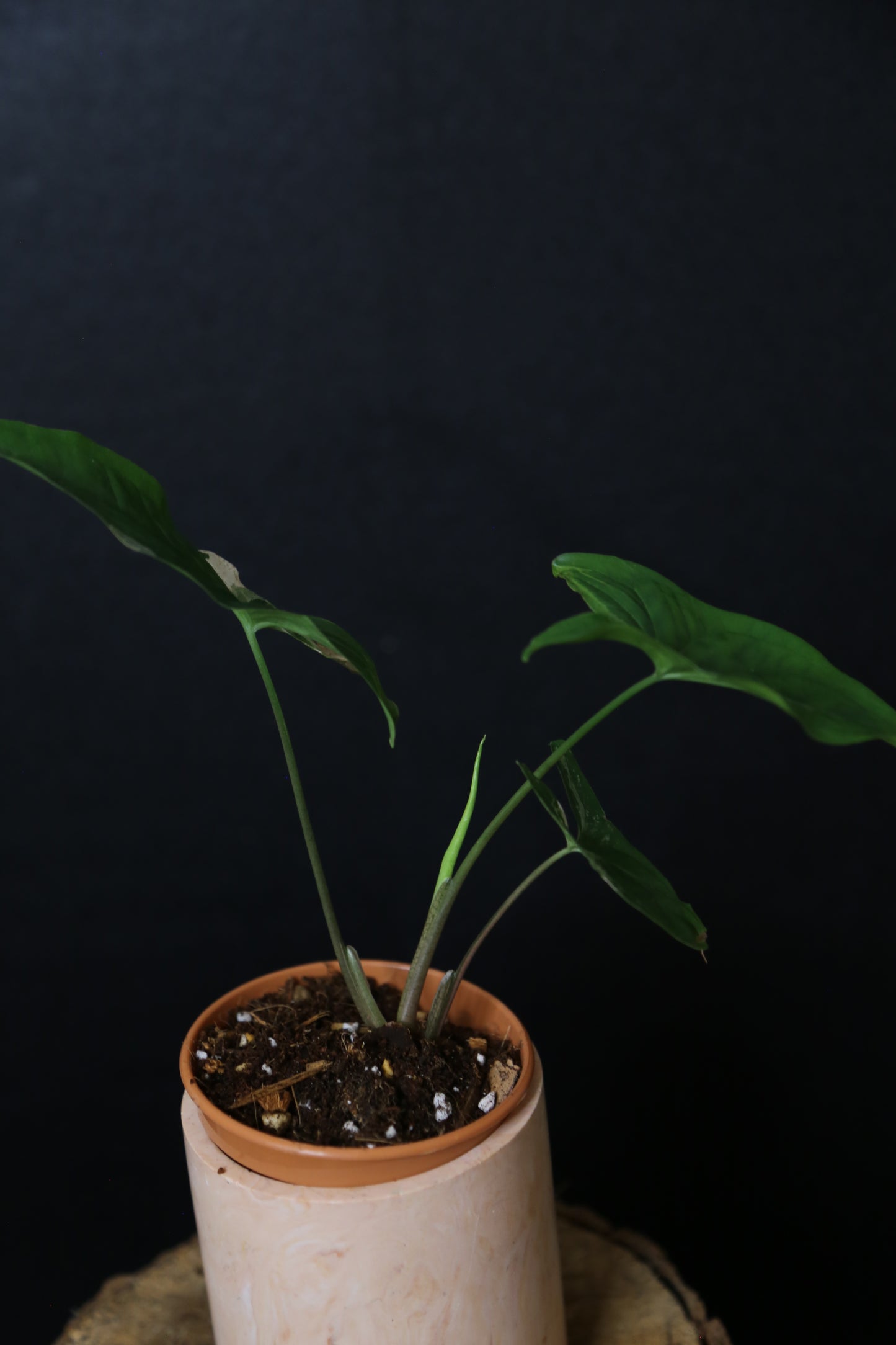 Syngonium Albo Variegated PSV-022