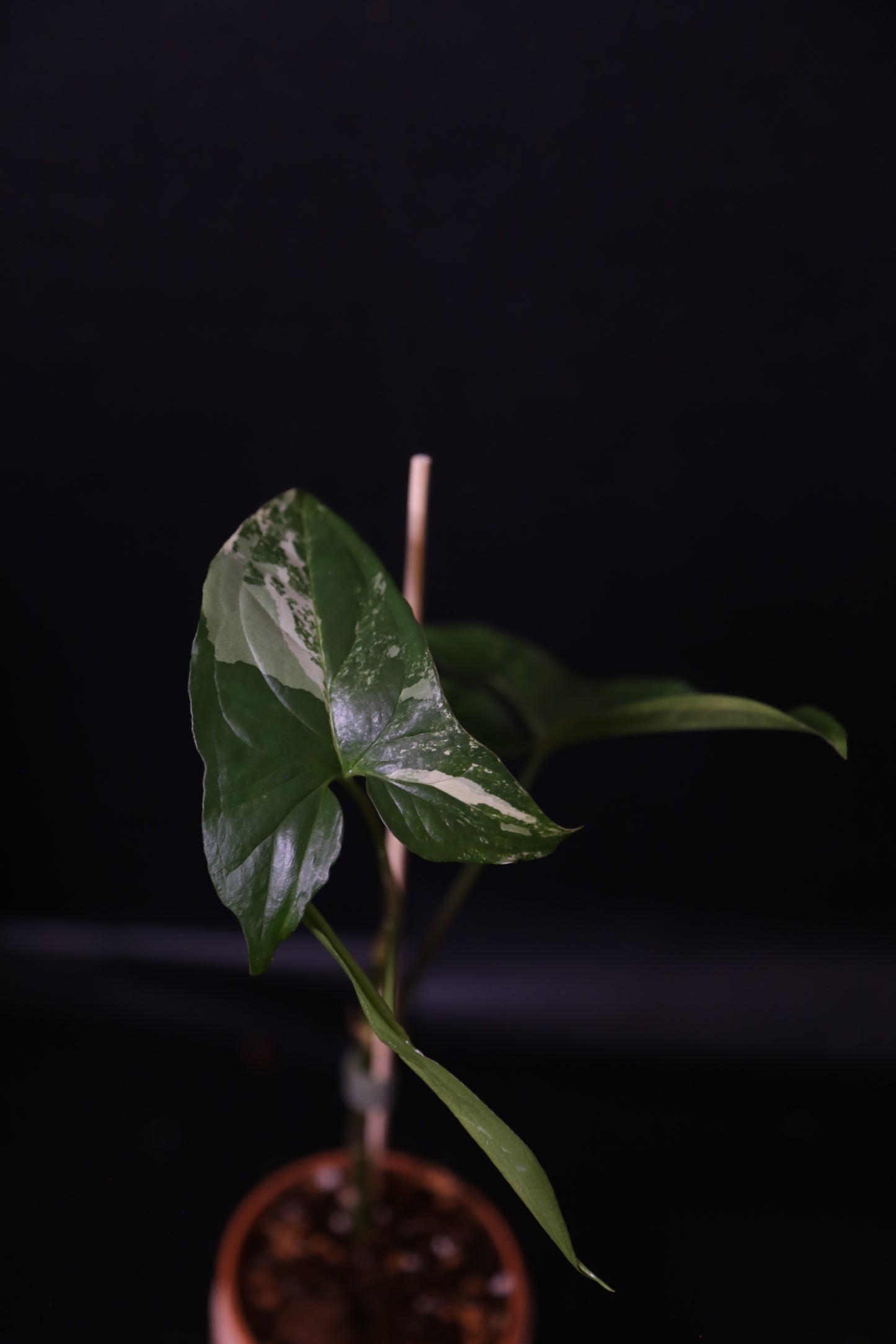 Syngonium Albo Variegated PSV-023