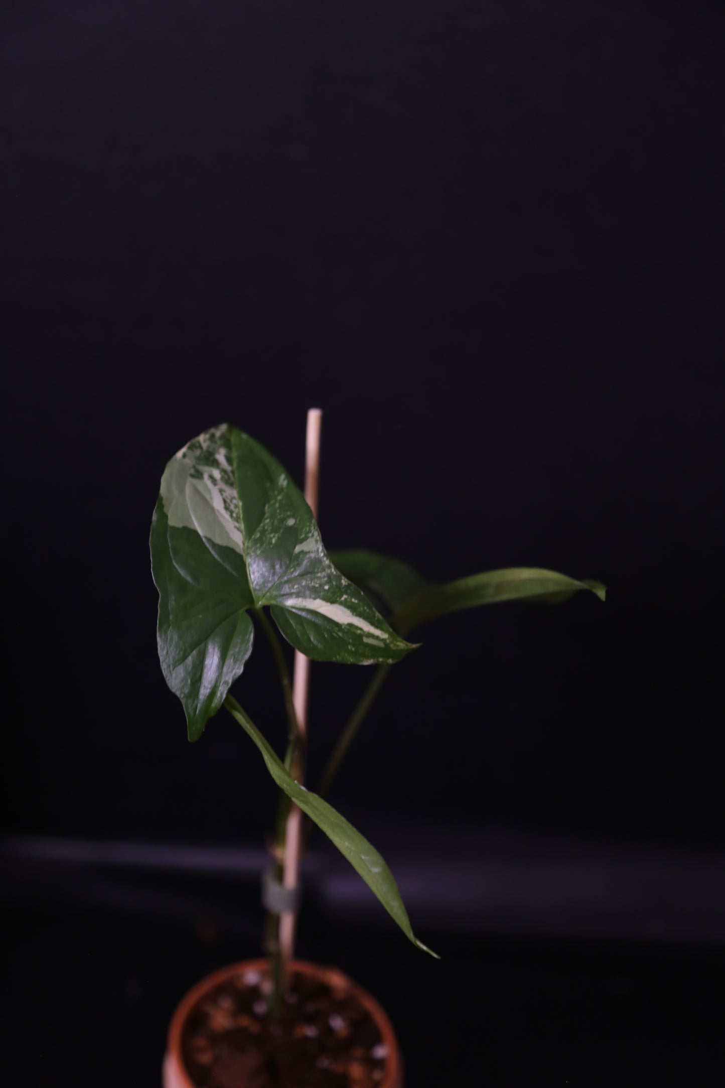 Syngonium Albo Variegated PSV-023