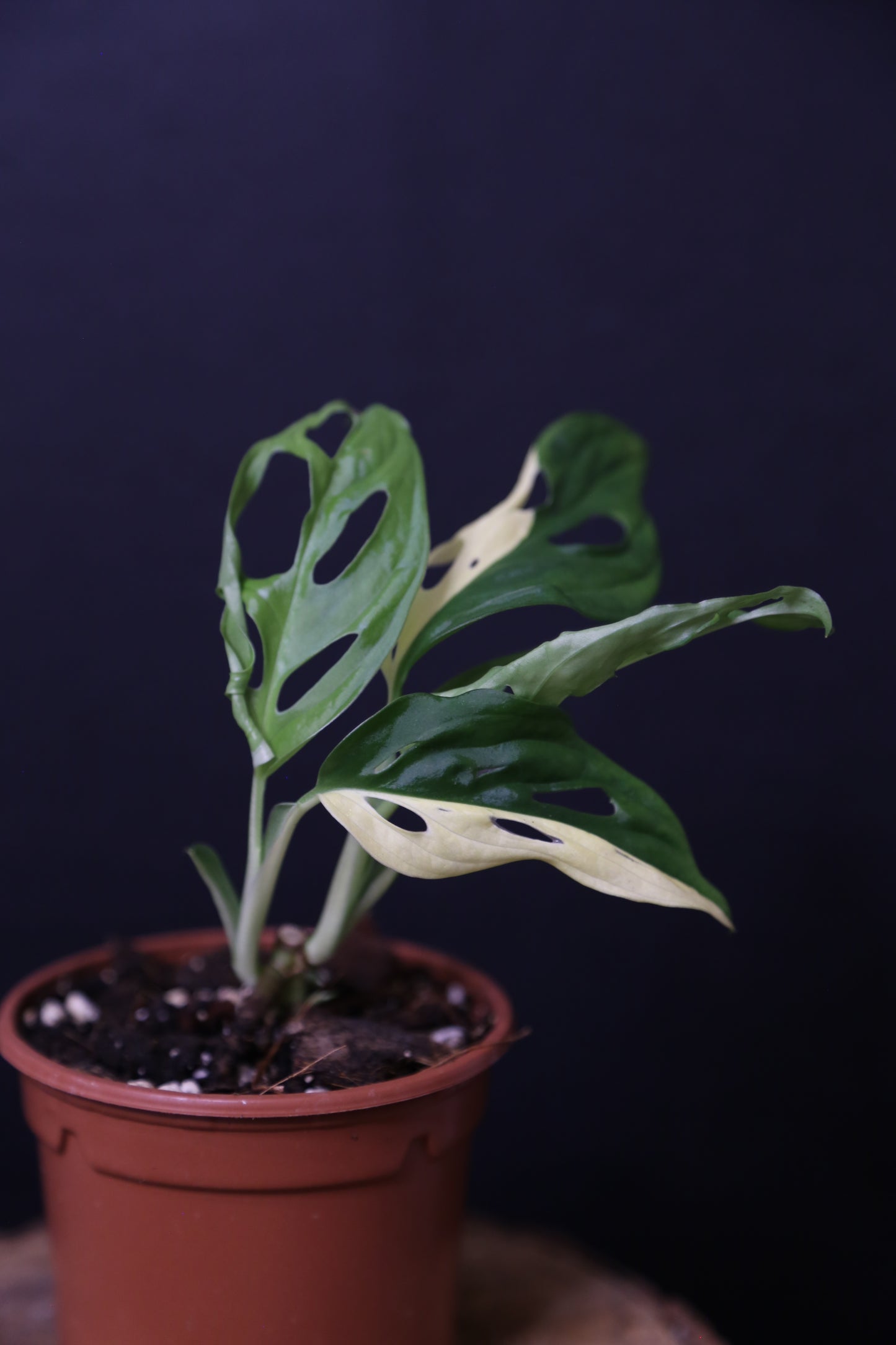 Monstera Adansonii Variegated Rare Half-moon Double Miracle Potted Plant MAV-008