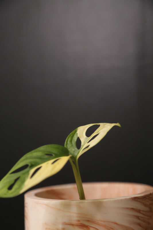 Monstera Adansonii Variegated Rare Potted Plant MAV-010