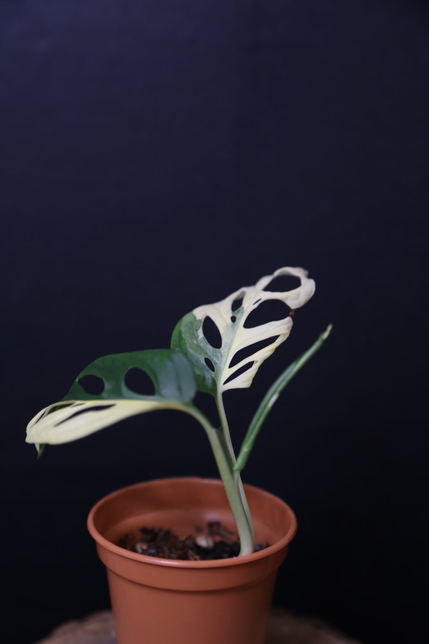 Monstera Adansonii Variegated Rare Half-moon Potted Plant MAV-012